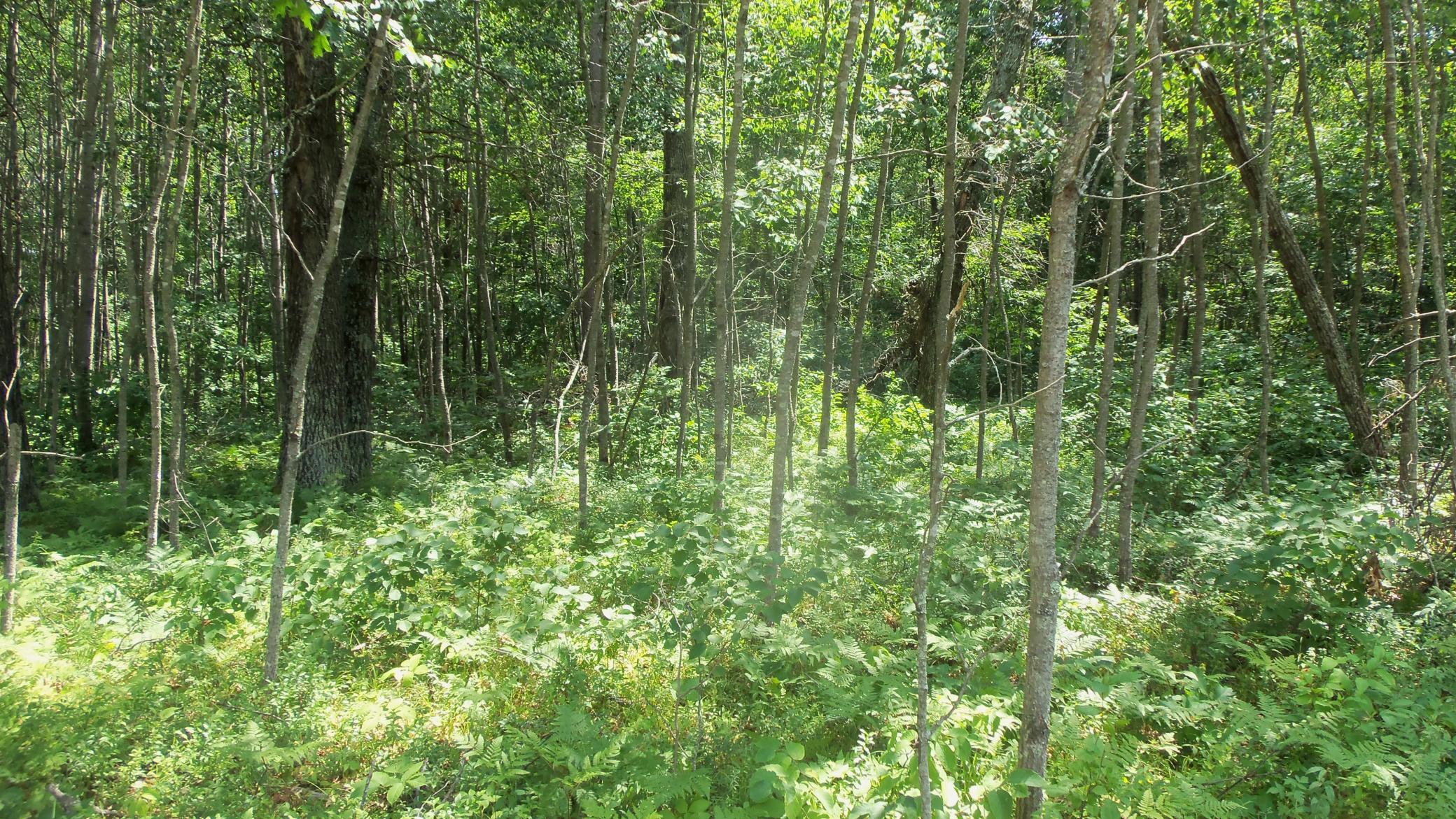 3rd image of Lot 5 Brch Tree Trl, Spooner, WI 54801 | MLS# 7120160