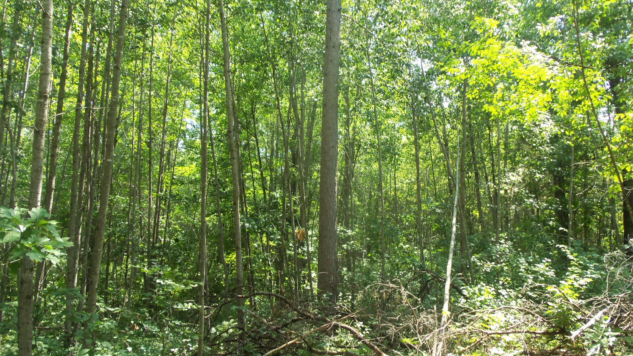 4th image of Lot 5 Brch Tree Trl, Spooner, WI 54801 | MLS# 7120160