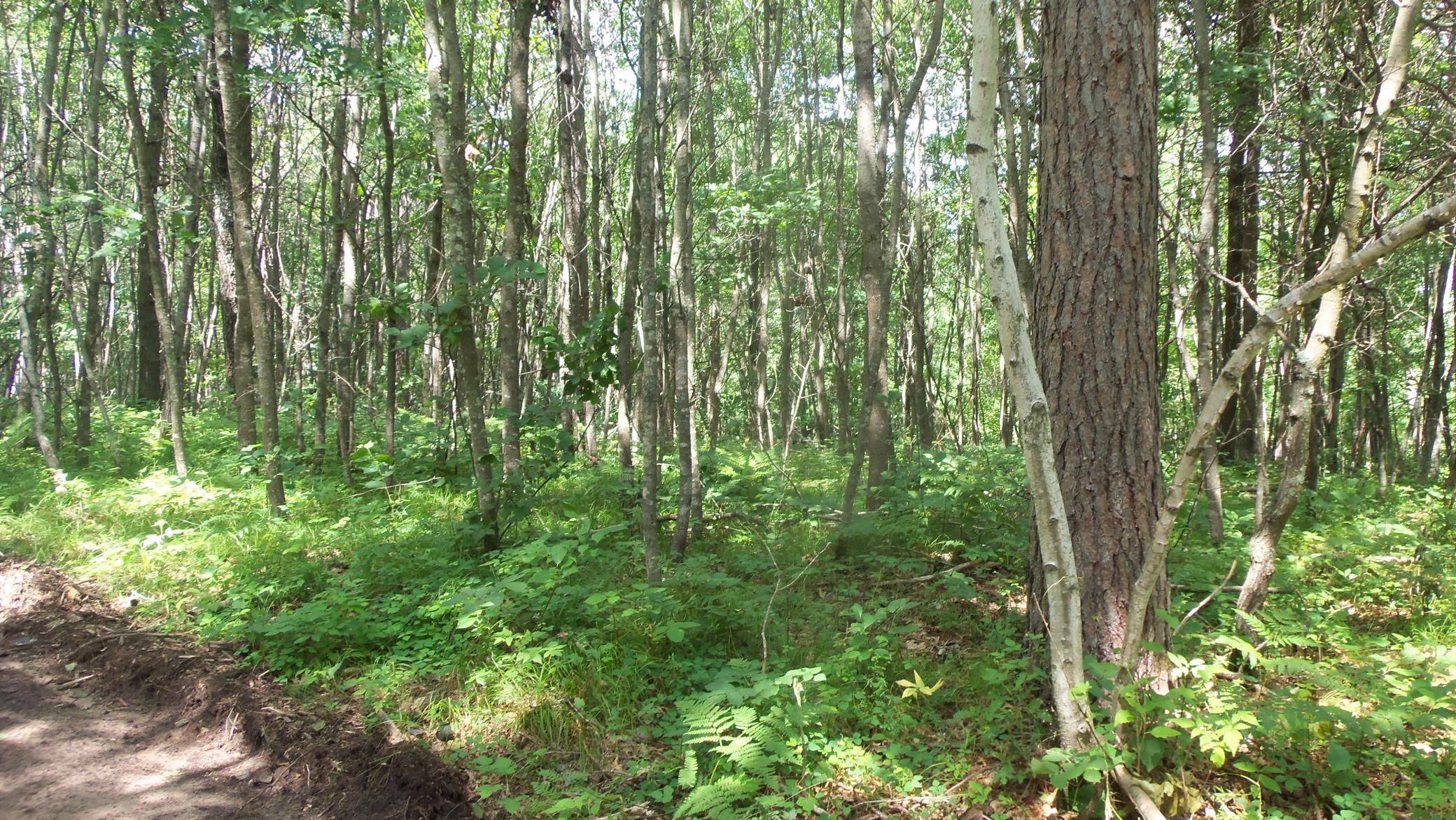 5th image of Lot 1 Brch Tree Trl, Spooner, WI 54801 | MLS# 7121067