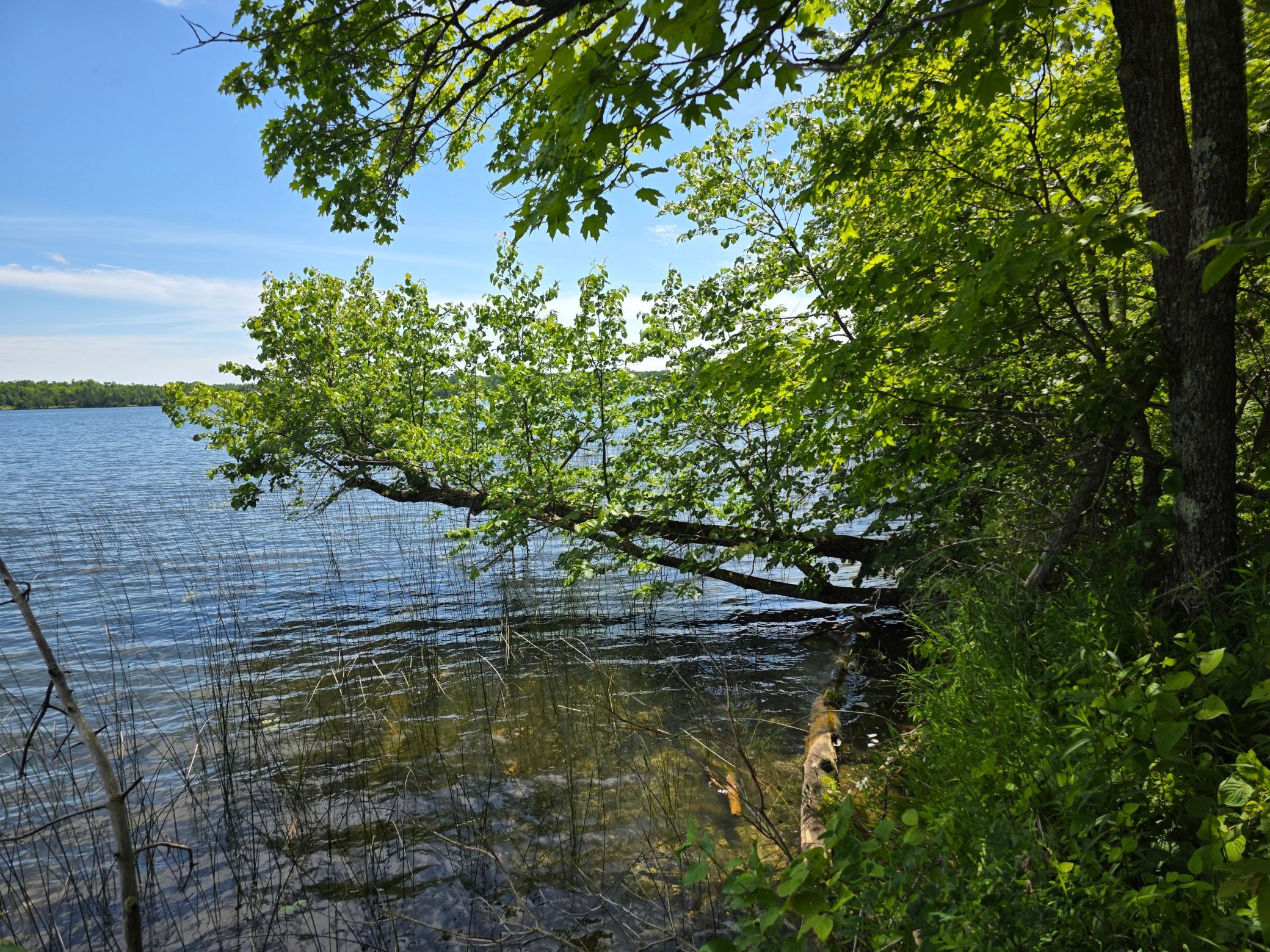 1st image of Tbd N Moose Lake Rd Ne, Pennington, MN 56663 | MLS# 7122910