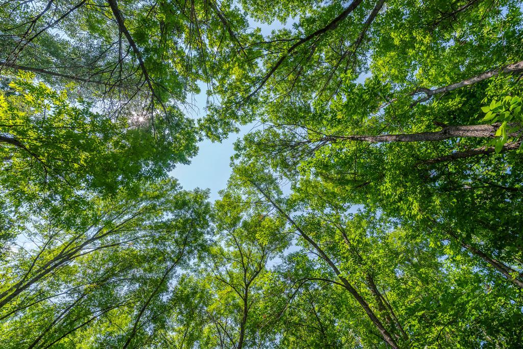 5th image of Tbd 348Th Lane, Aitkin, MN 56431 | MLS# 7123675