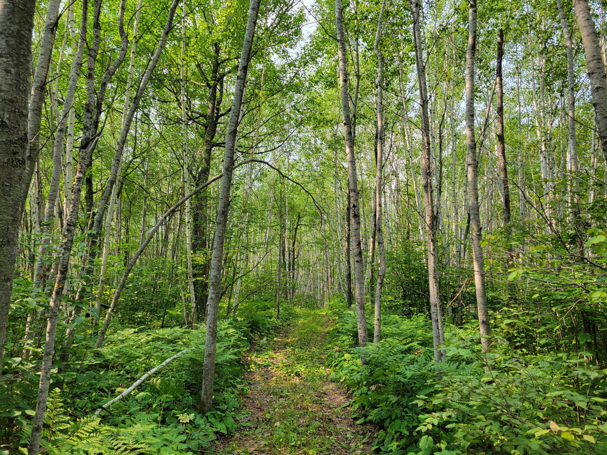 5th image of Tbd Woodbury Dr, Wright, MN 55798 | MLS# 7124304