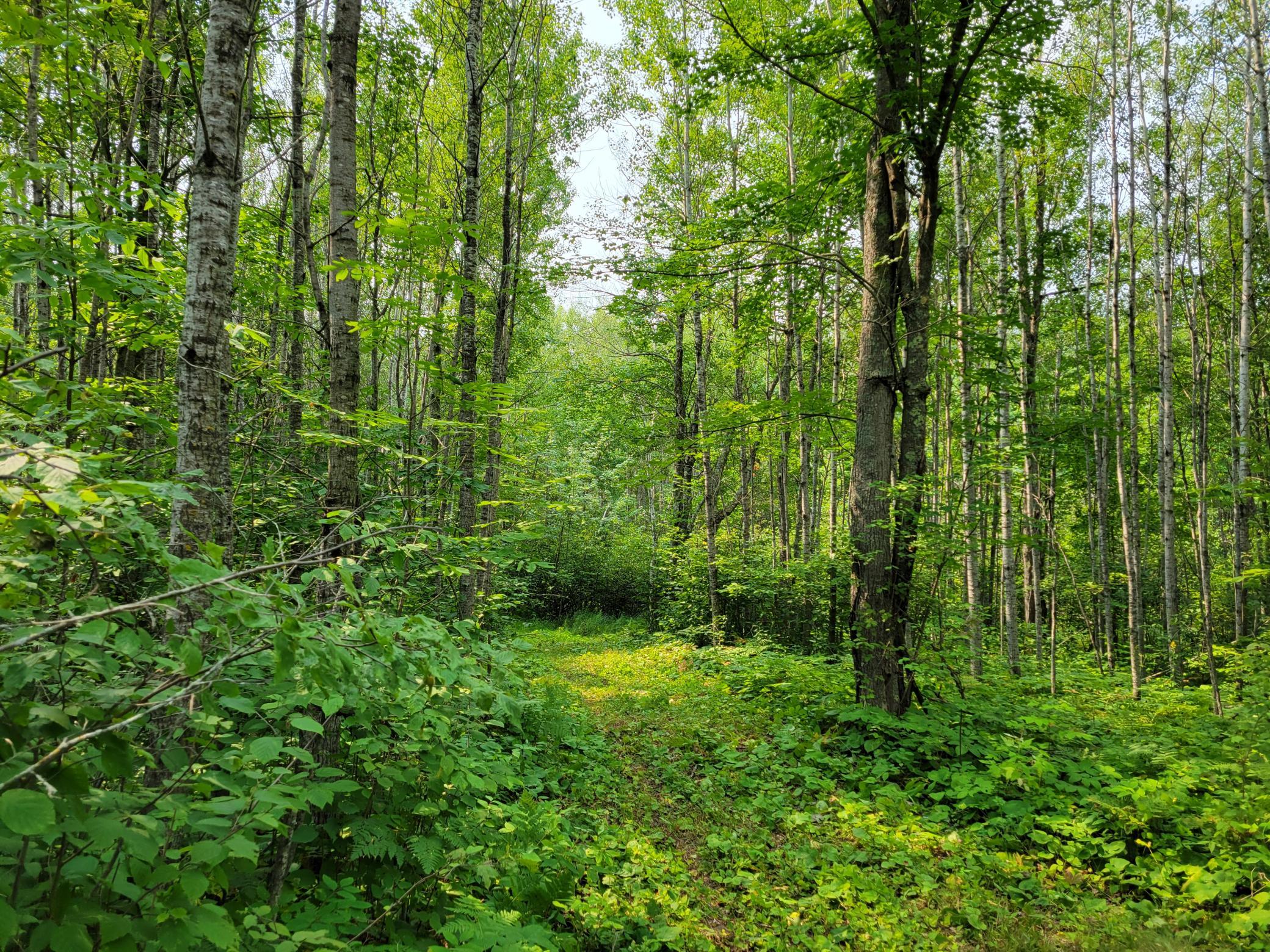 4th image of Tbd Woodbury Dr, Wright, MN 55798 | MLS# 7124304