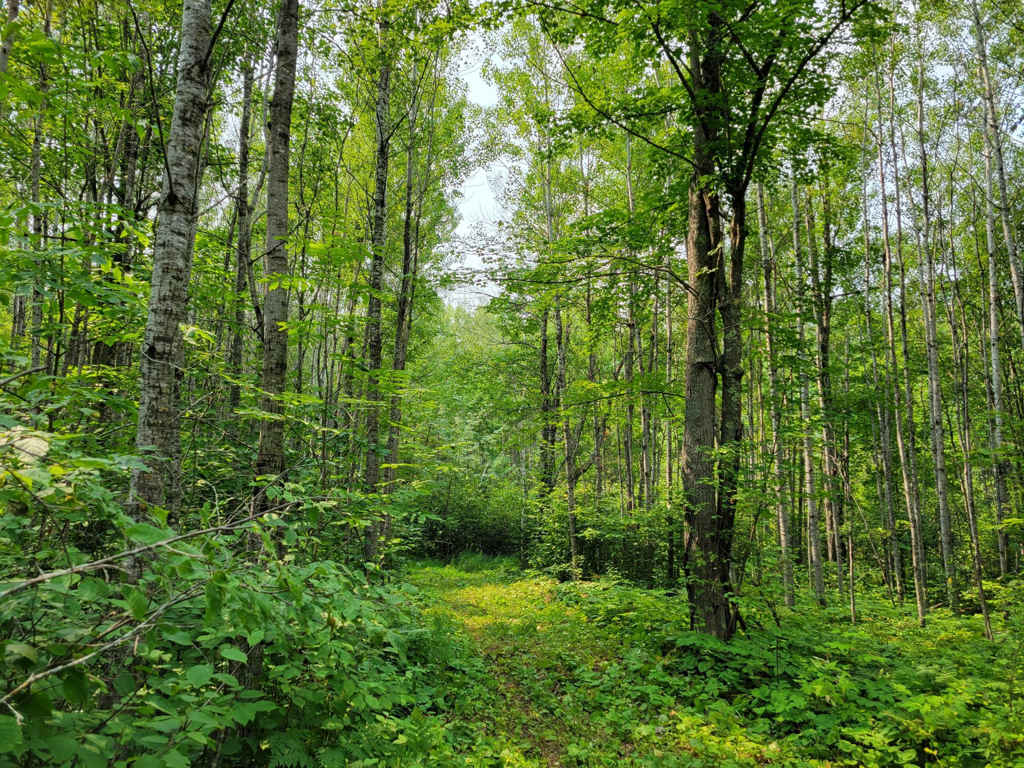3rd image of Tbd Woodbury Dr, Wright, MN 55798 | MLS# 7124304