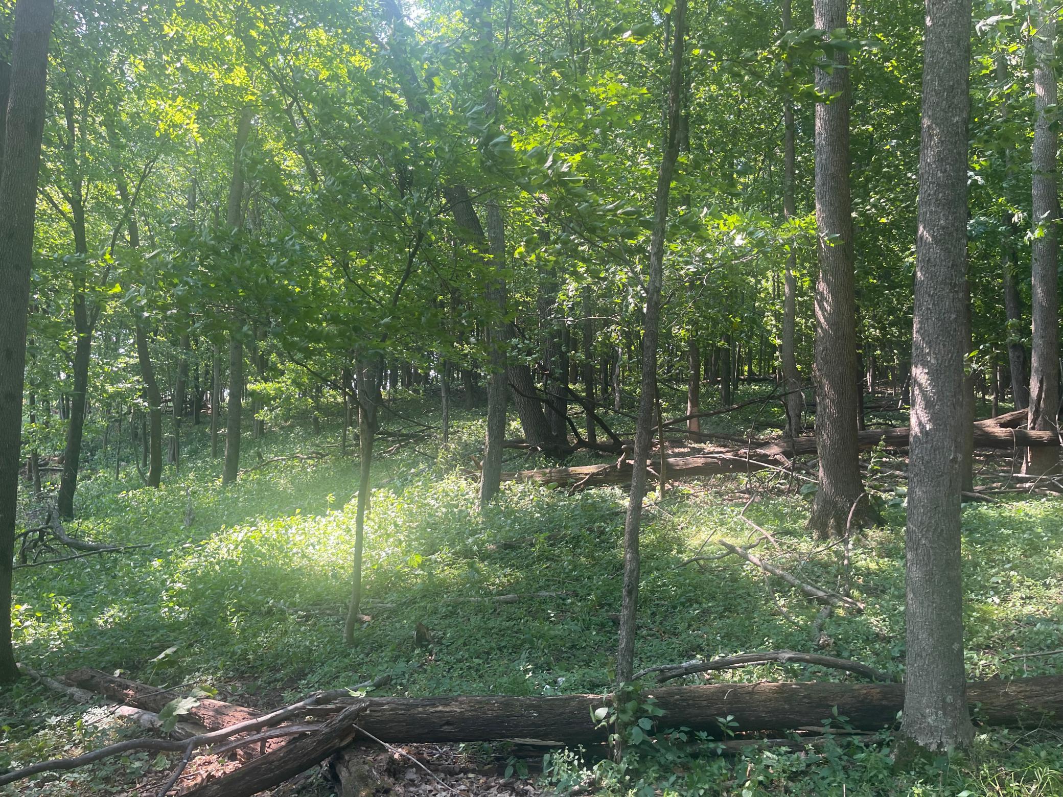 2nd image of Tbd 190th Street, Centuria, WI 54824 | MLS# 7124668