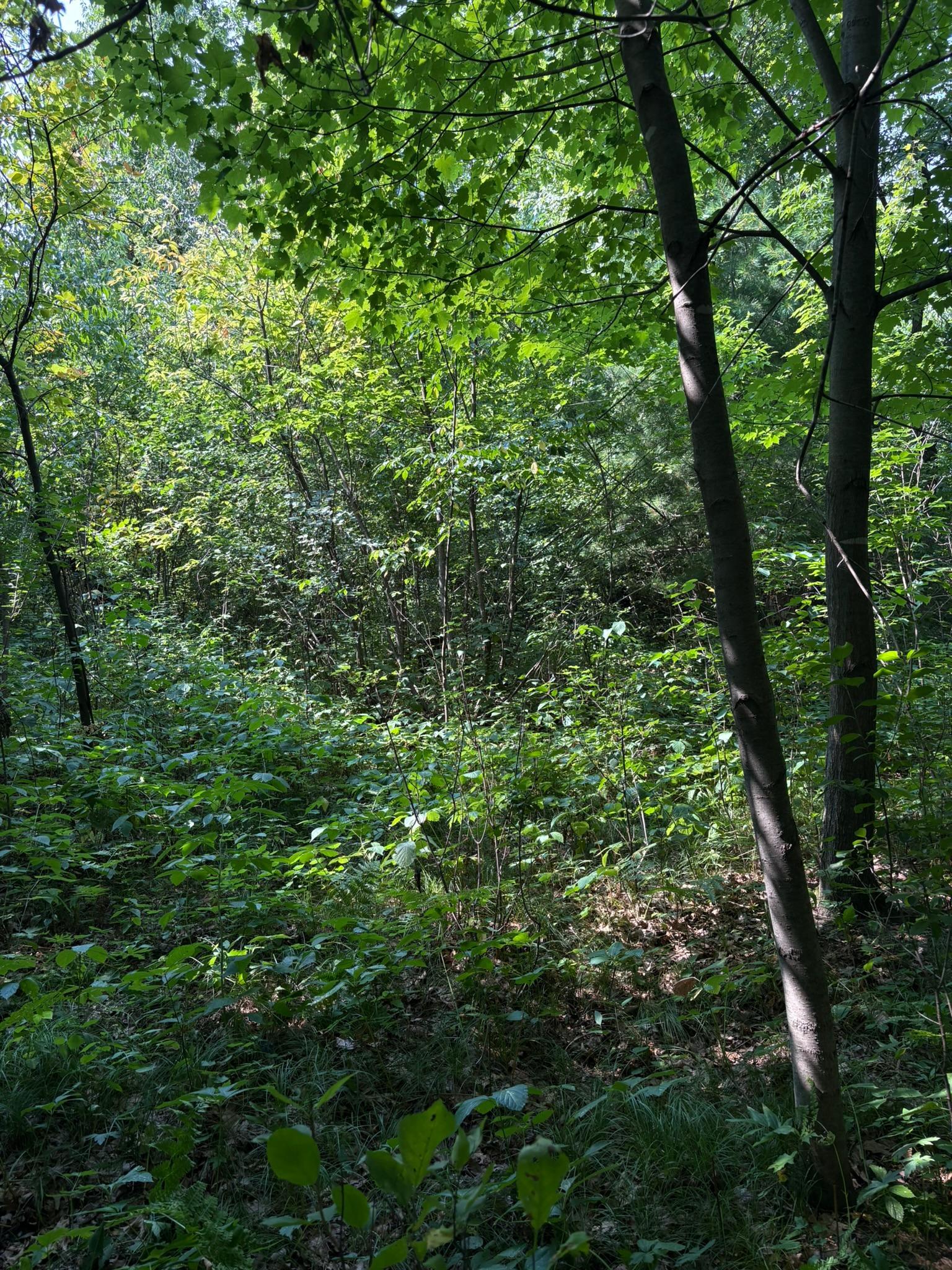 5th image of Tbd 366Th St, North Branch, MN 55056 | MLS# 7124753