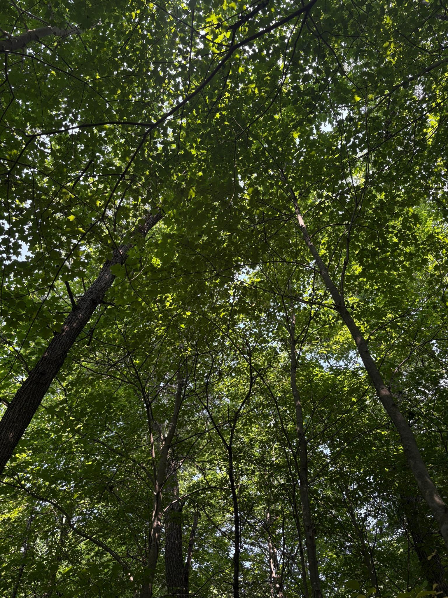 4th image of Tbd 366Th St, North Branch, MN 55056 | MLS# 7124753