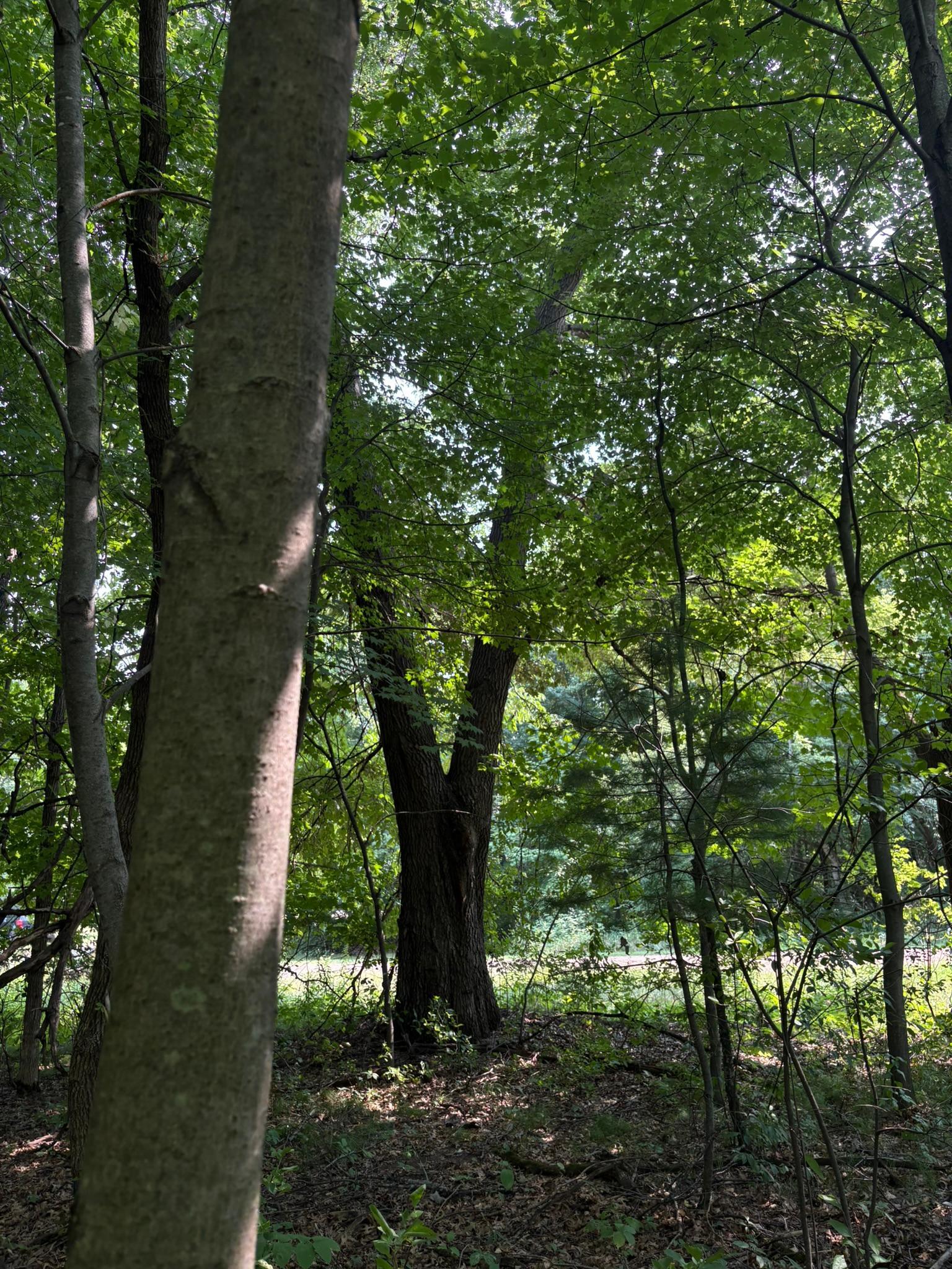 3rd image of Tbd 366Th St, North Branch, MN 55056 | MLS# 7124753