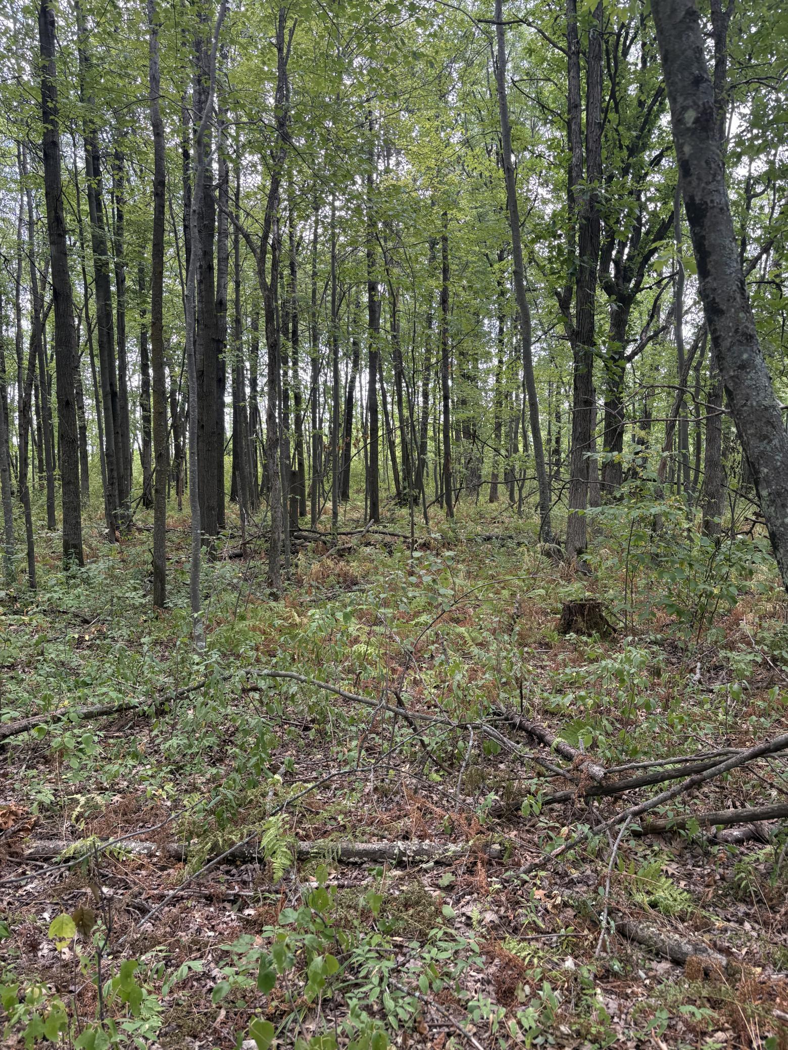 4th image of Xxx Meadowview Road, Brainerd, MN 56401 | MLS# 7128624