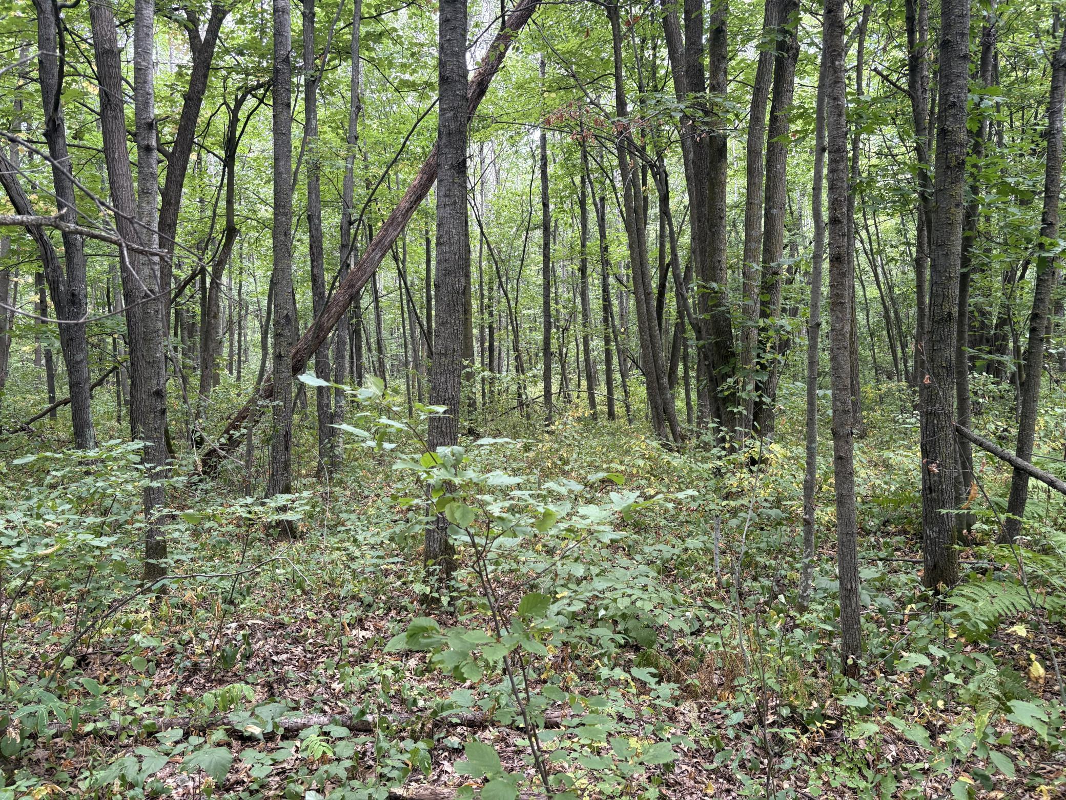 2nd image of Xxx Meadowview Road, Brainerd, MN 56401 | MLS# 7128624