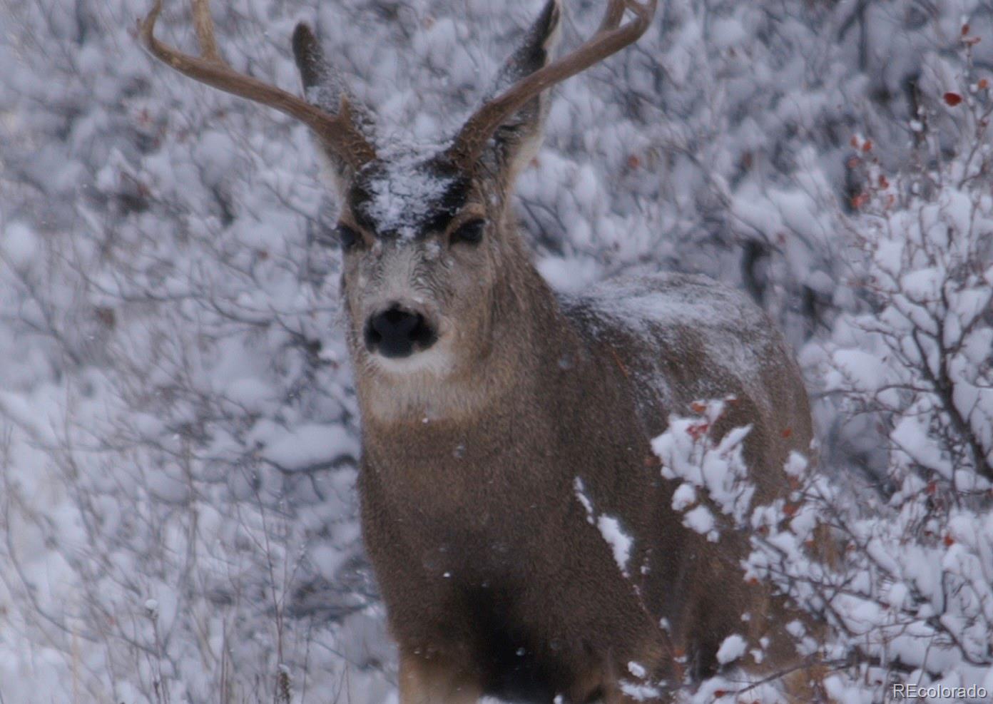 Homes for sale in Loveland, CO | 940 S County Road 29, Loveland, CO 80537 | MLS# 9419460
