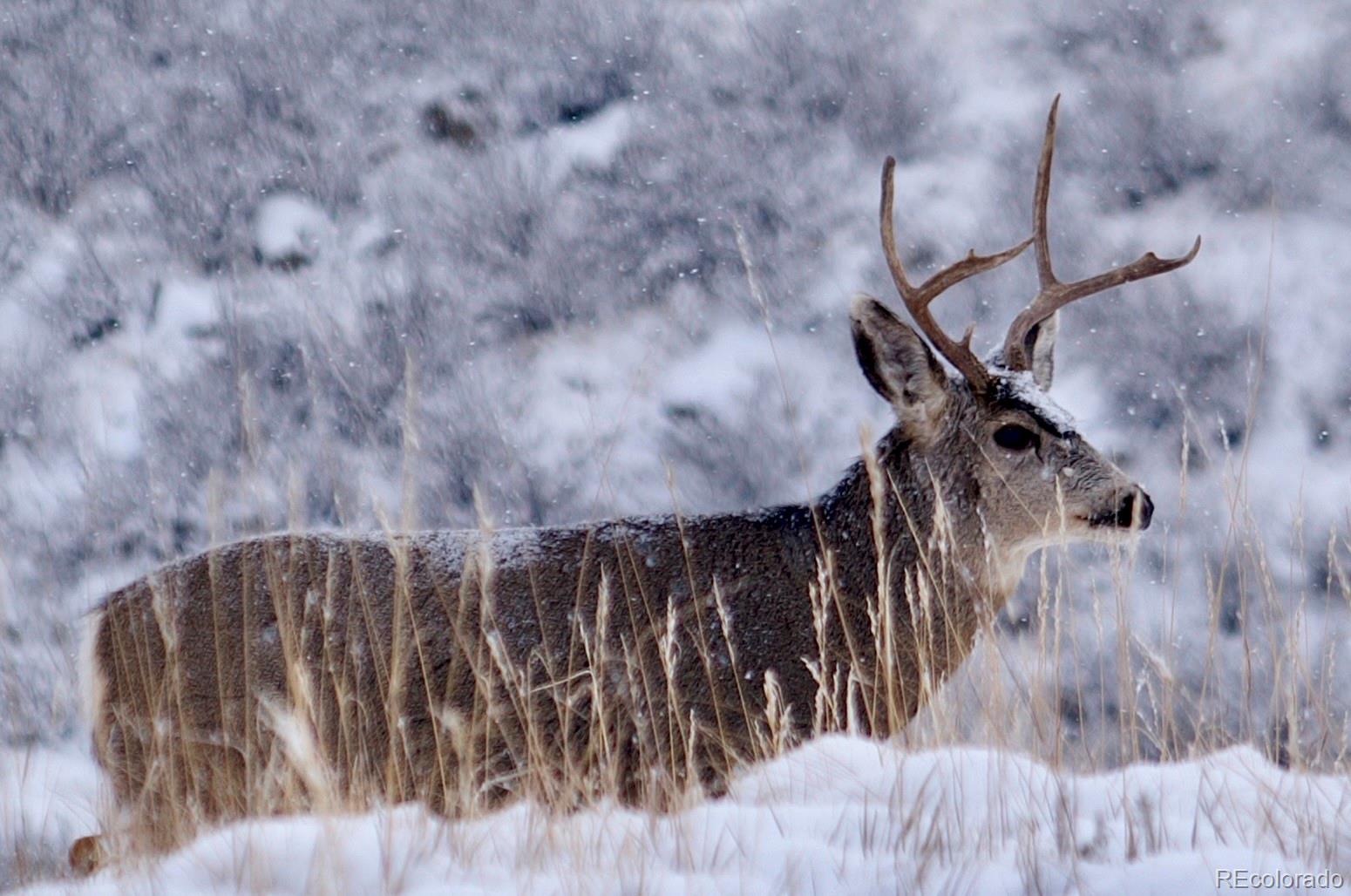 Homes for sale in Loveland, CO | 940 S County Road 29, Loveland, CO 80537 | MLS# 9419460