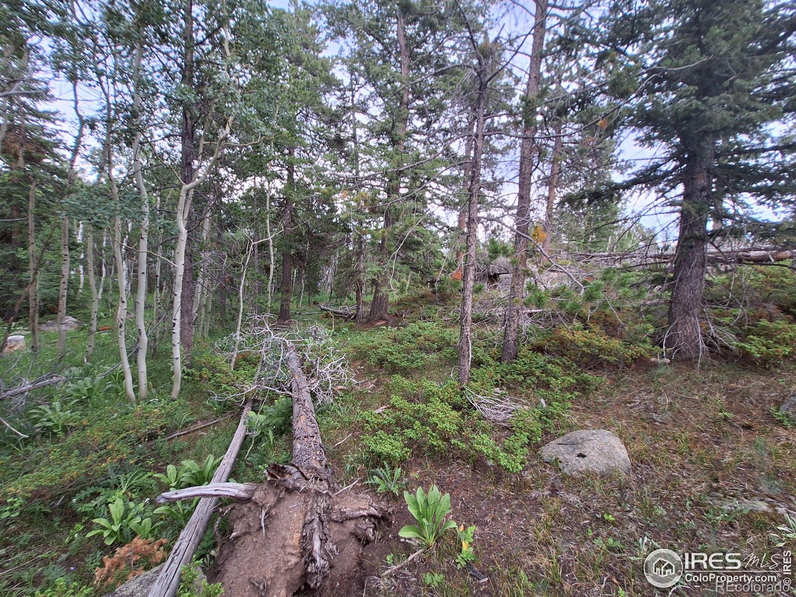 Homes for sale in Red Feather Lakes, CO | 204 Sutiki Dr, Red Feather Lakes, CO 80545 | MLS# IR1029451