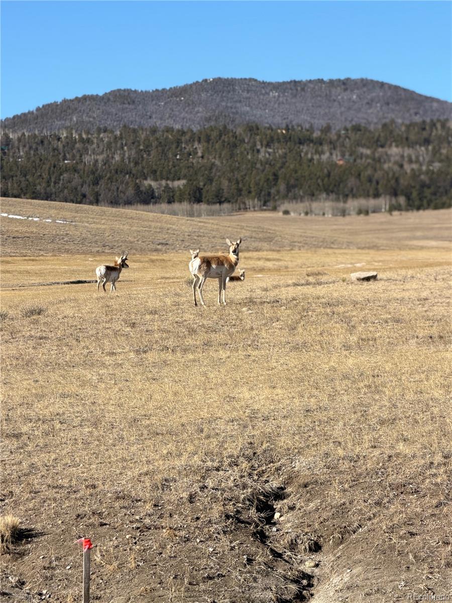 5th image of 3 Ranch, Hartsel, CO 80449 | MLS# 9922922