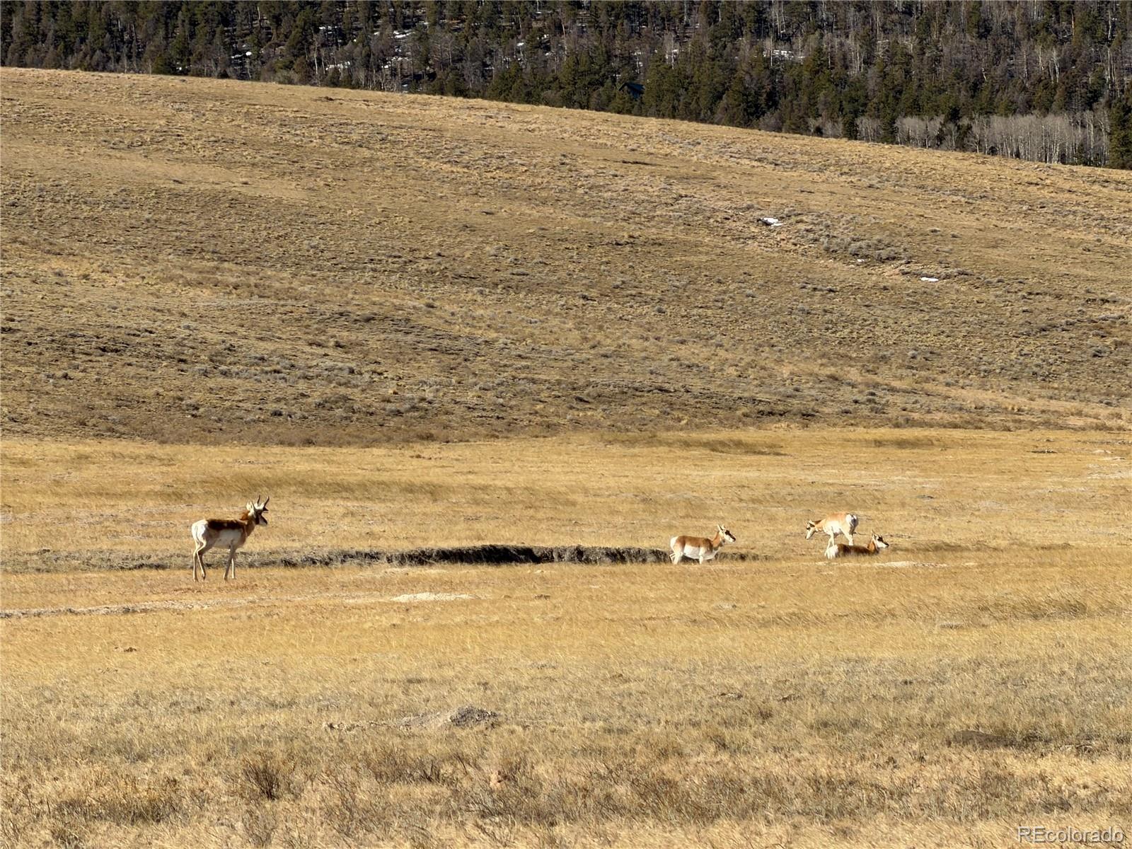 3rd image of 3 Ranch, Hartsel, CO 80449 | MLS# 9922922