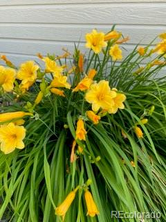 5th image of 6405 Hollyhock Grn #62, Frederick, CO 80530 | MLS# 7744529
