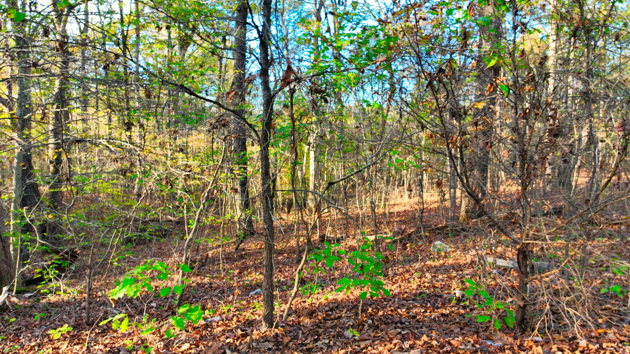 Homes for sale in Camden, TN | 0 George St, Camden, TN 38320 | MLS# 2927434