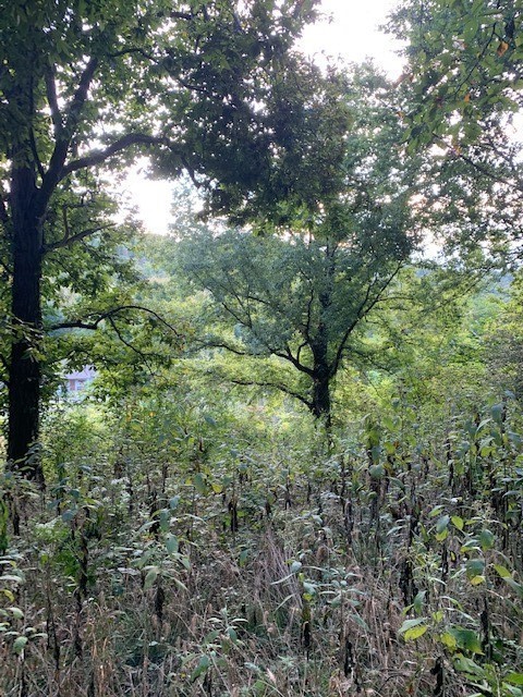 Homes for sale in Petersburg, TN | 340 Cortner Hollow Rd, Petersburg, TN 37144 | MLS# 2922760