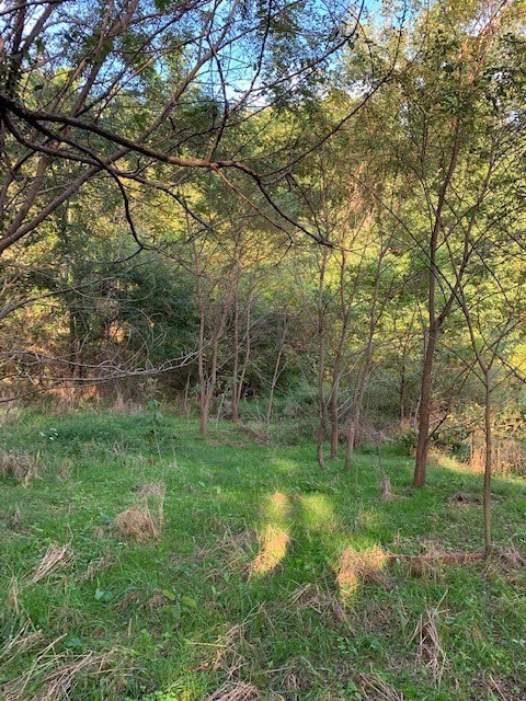 Homes for sale in Petersburg, TN | 340 Cortner Hollow Rd, Petersburg, TN 37144 | MLS# 2922760