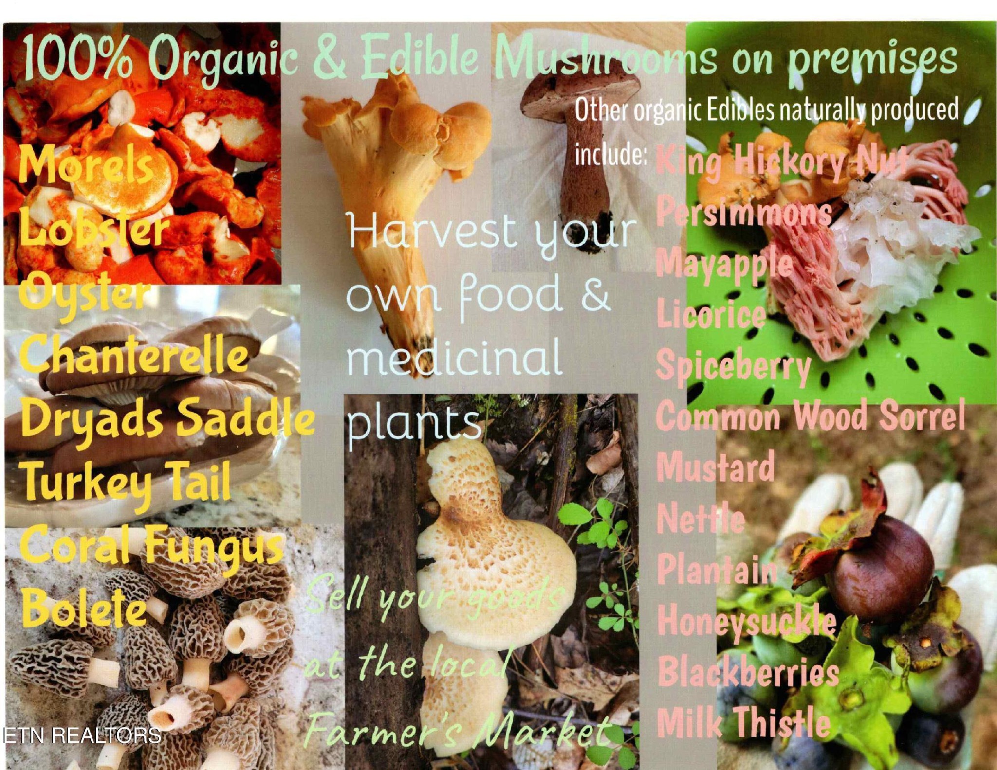 Homes for sale in Luttrell, TN | 233 Hwy 370, Luttrell, TN 37779 | MLS# 2976528