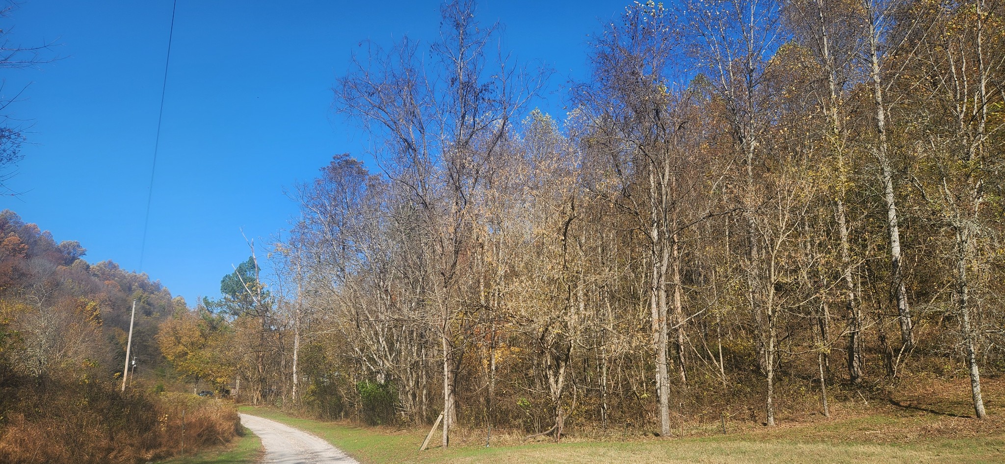 Homes for sale in Cornersville, TN | 0 Ferguson Road, Cornersville, TN 37047 | MLS# 3043375