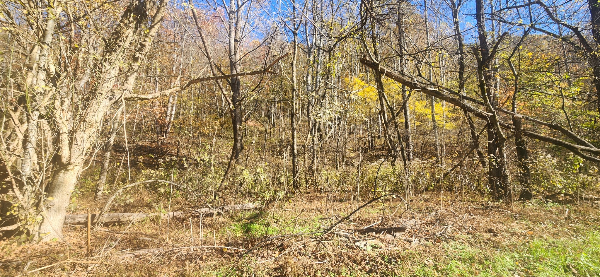 Homes for sale in Cornersville, TN | 0 Ferguson Road, Cornersville, TN 37047 | MLS# 3043375