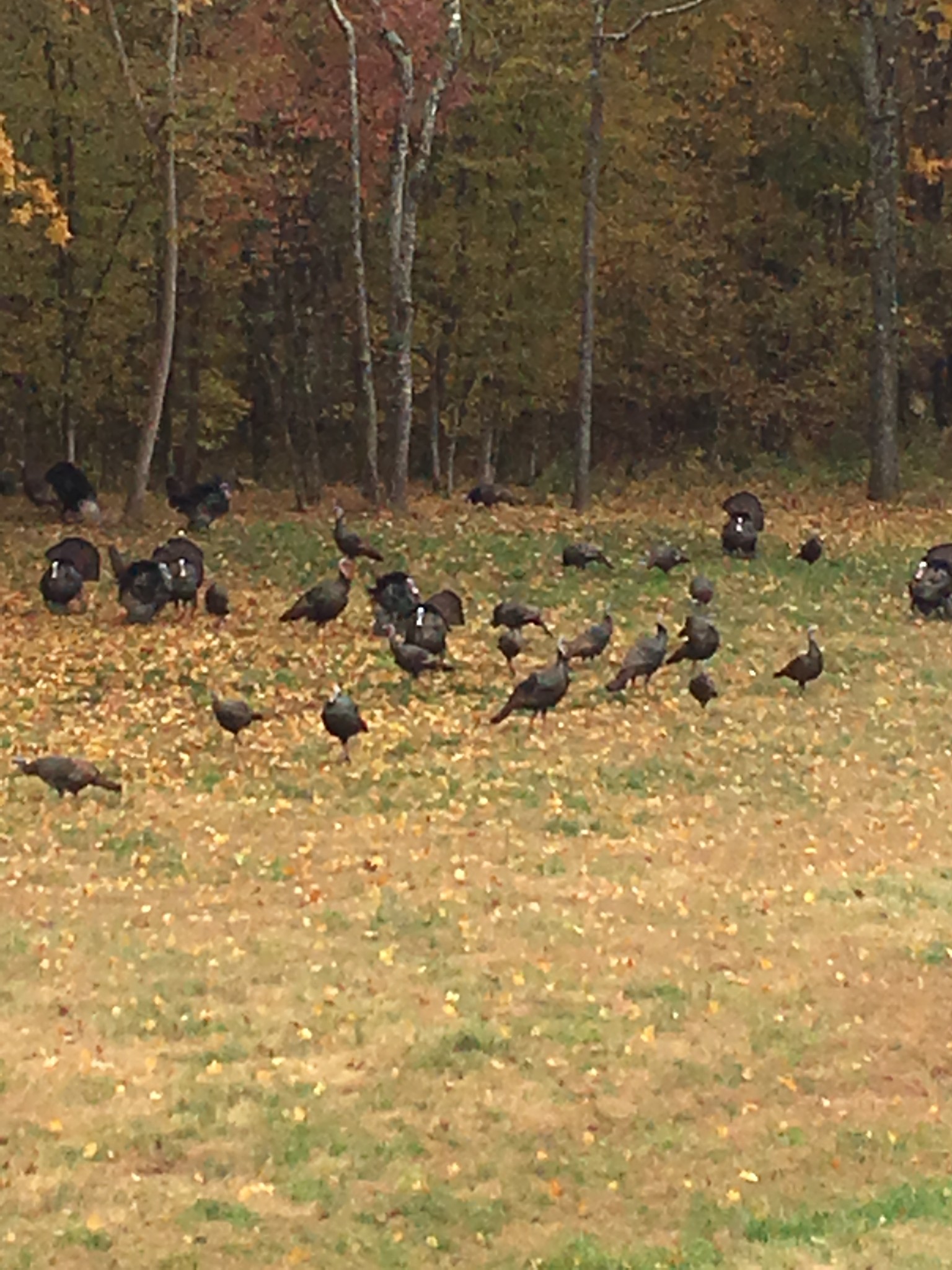 Homes for sale in Kelso, TN | 225 Kelso Smithland Rd, Kelso, TN 37348 | MLS# 3046947