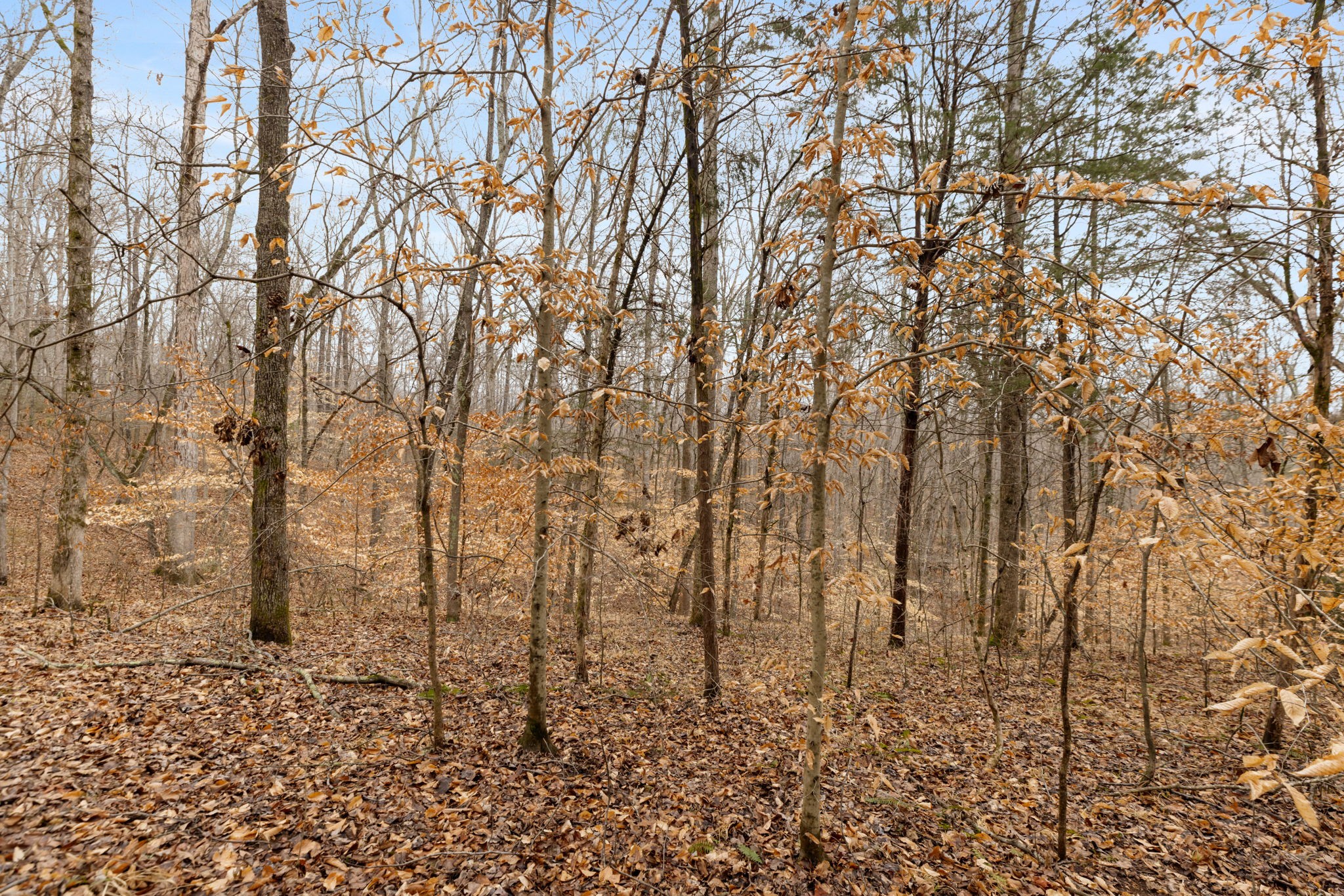 Homes for sale in White Bluff, TN | 0 Griffintown Road, White Bluff, TN 37187 | MLS# 3153167