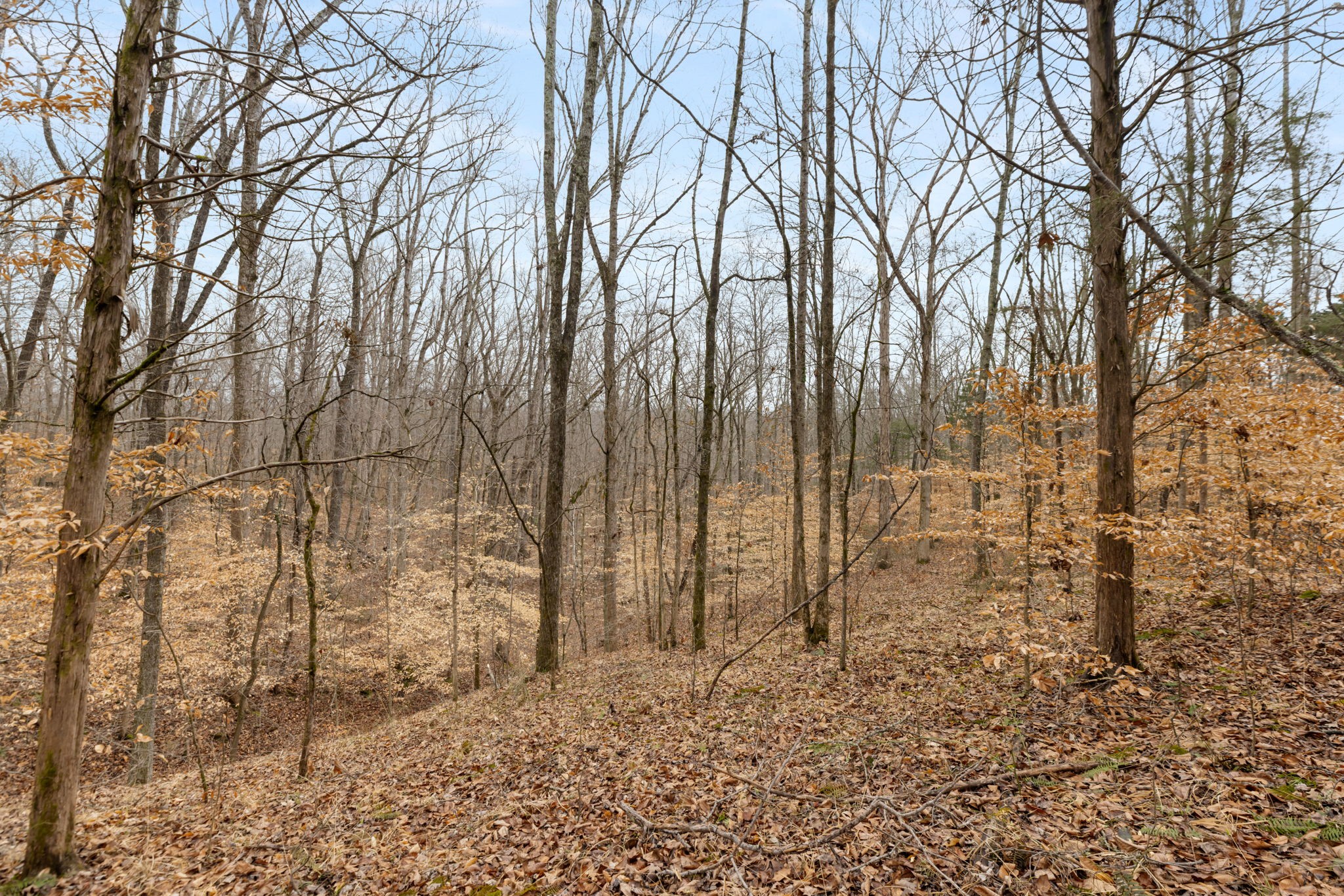 Homes for sale in White Bluff, TN | 0 Griffintown Road, White Bluff, TN 37187 | MLS# 3153167