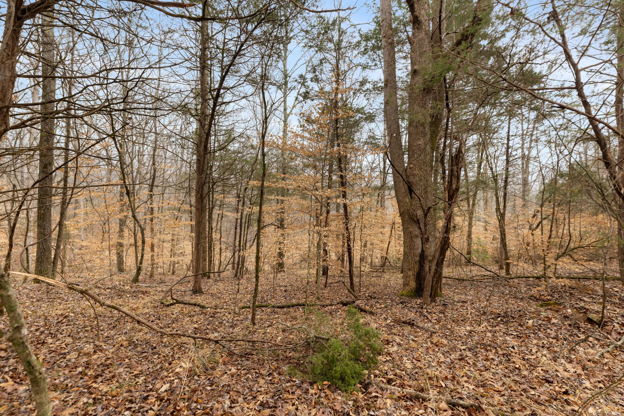 Homes for sale in White Bluff, TN | 0 Griffintown Road, White Bluff, TN 37187 | MLS# 3153167