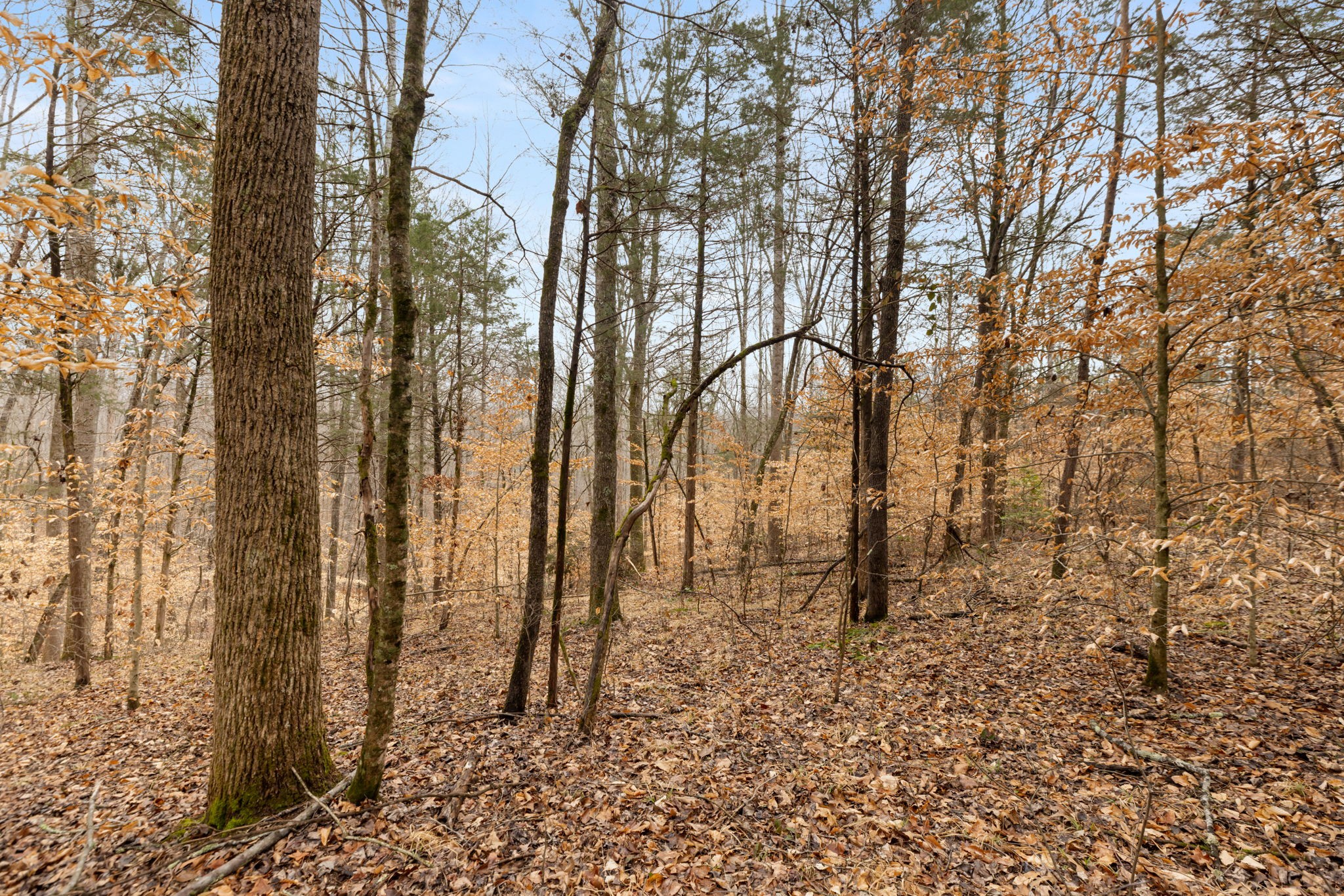 Homes for sale in White Bluff, TN | 0 Griffintown Road, White Bluff, TN 37187 | MLS# 3153167