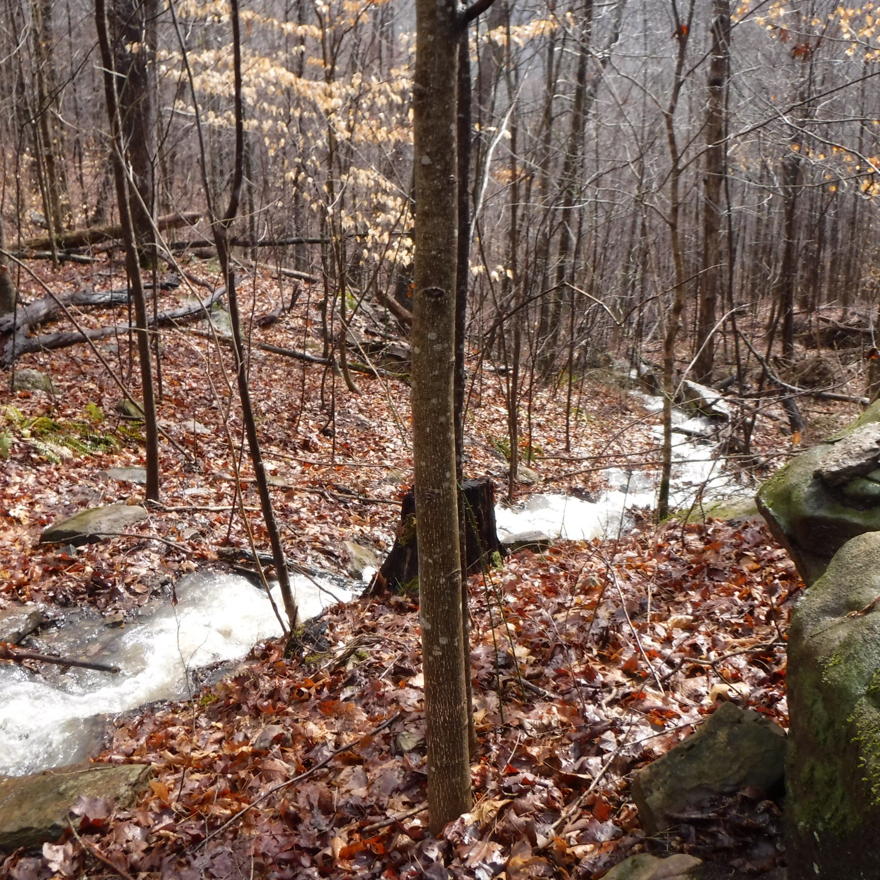 Homes for sale in Jamestown, TN | 0 Cheyenne Dr, Jamestown, TN 38556 | MLS# 3150427