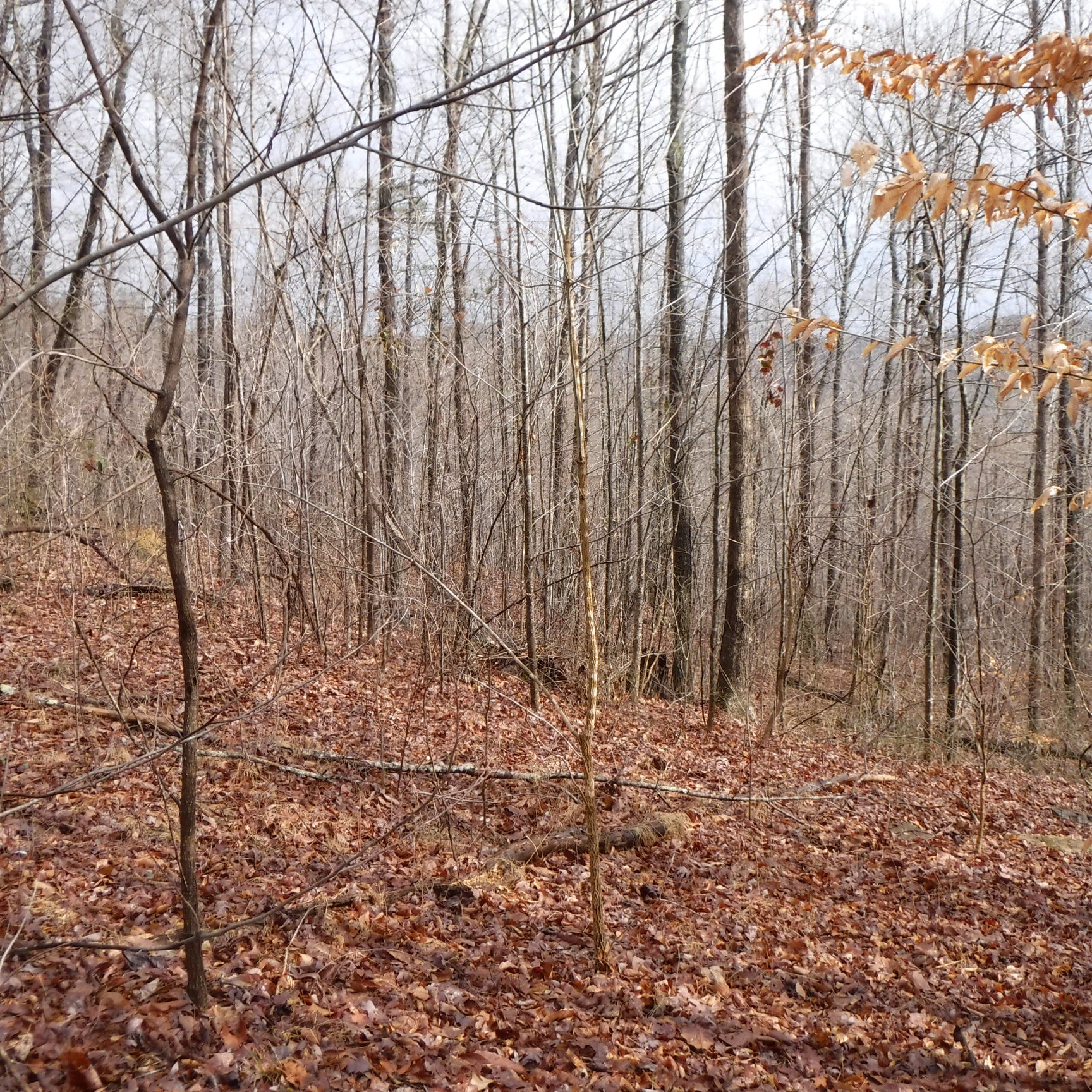 Homes for sale in Jamestown, TN | 0 Cheyenne Dr, Jamestown, TN 38556 | MLS# 3150427