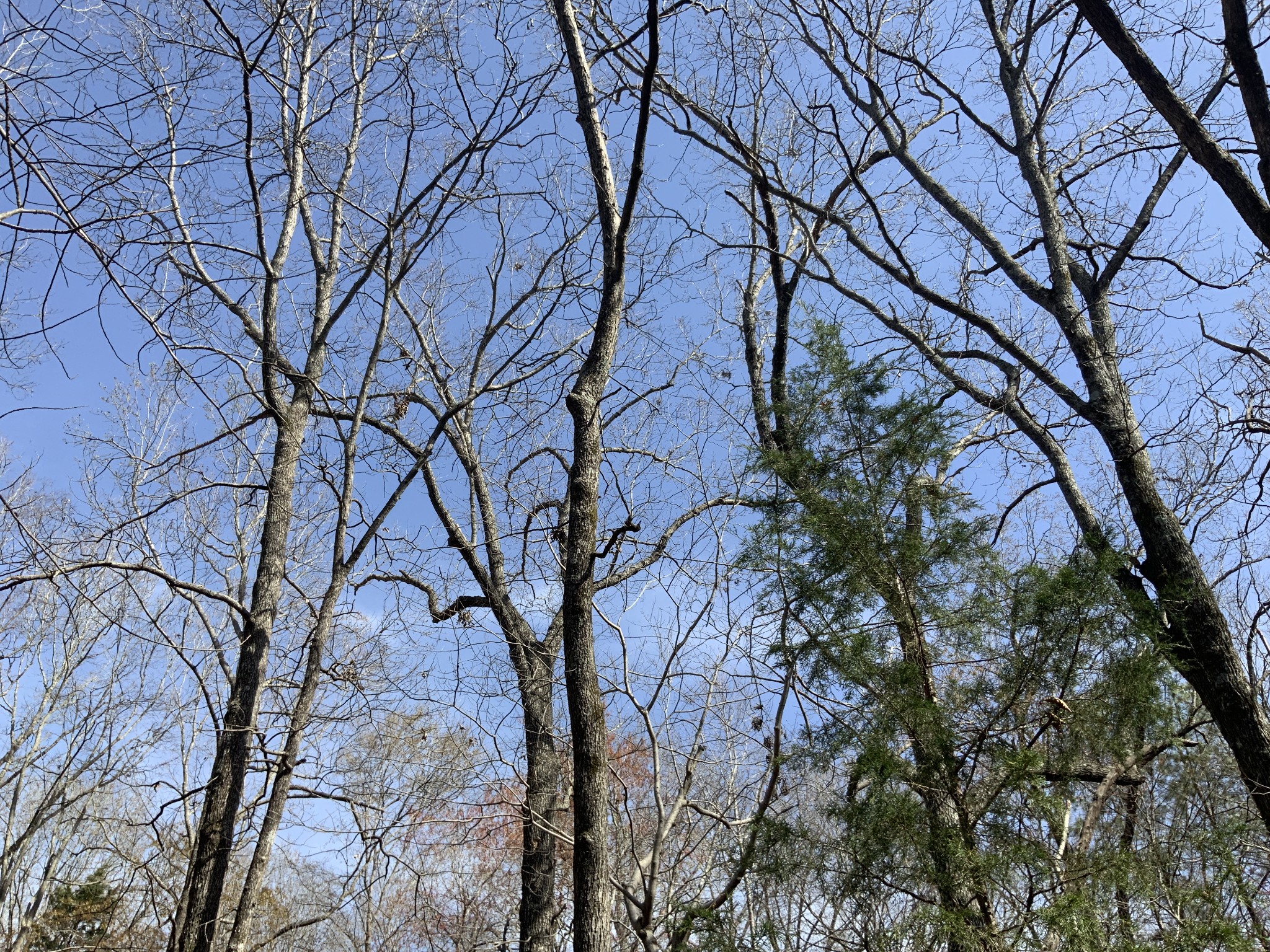 Homes for sale in Lexington, TN | 0 Brittany Lane, Lexington, TN 38351 | MLS# 3152995