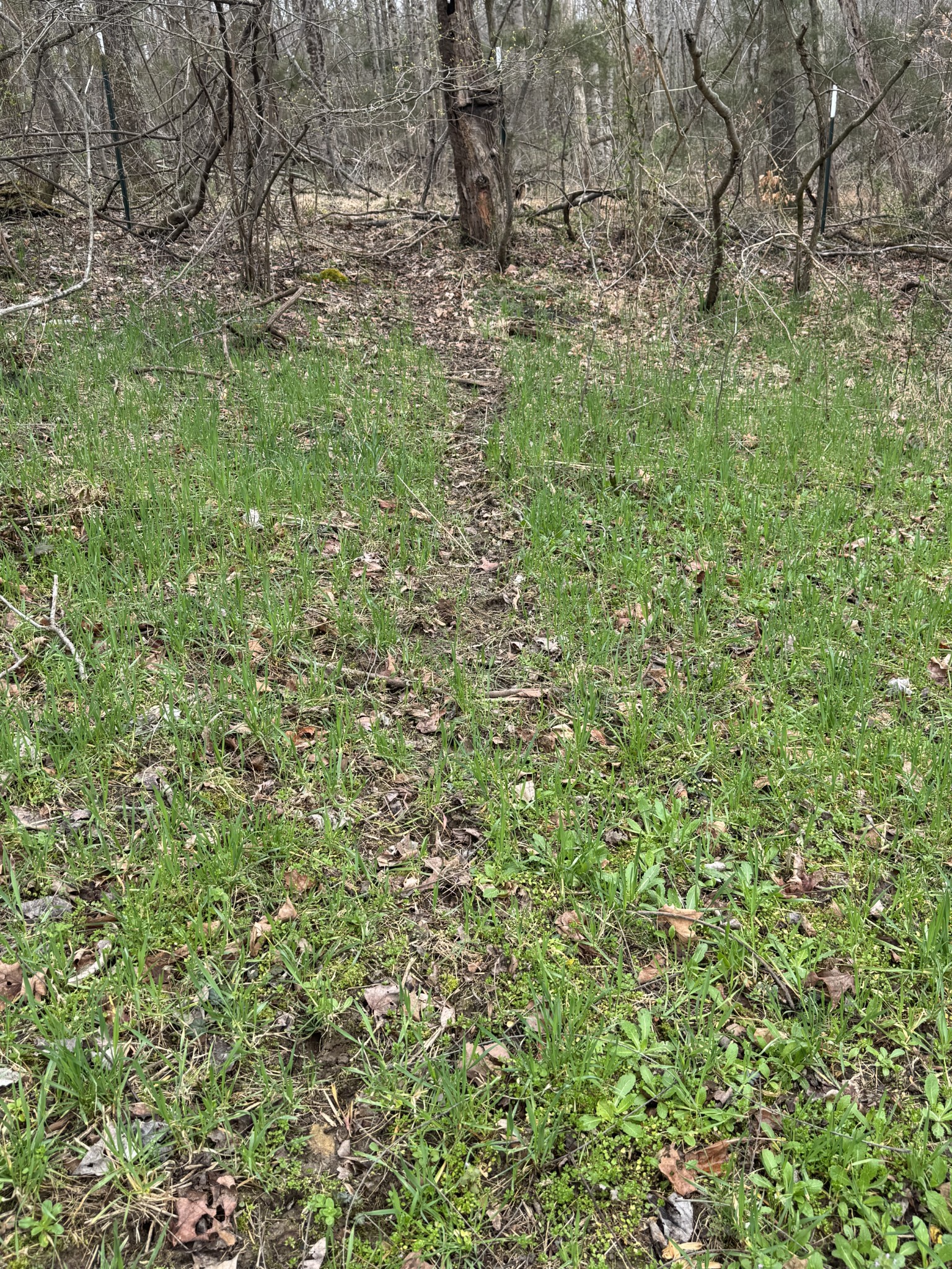 Homes for sale in Red Boiling Springs, TN | 0 Bakerton Rd, Red Boiling Springs, TN 37150 | MLS# 3152982