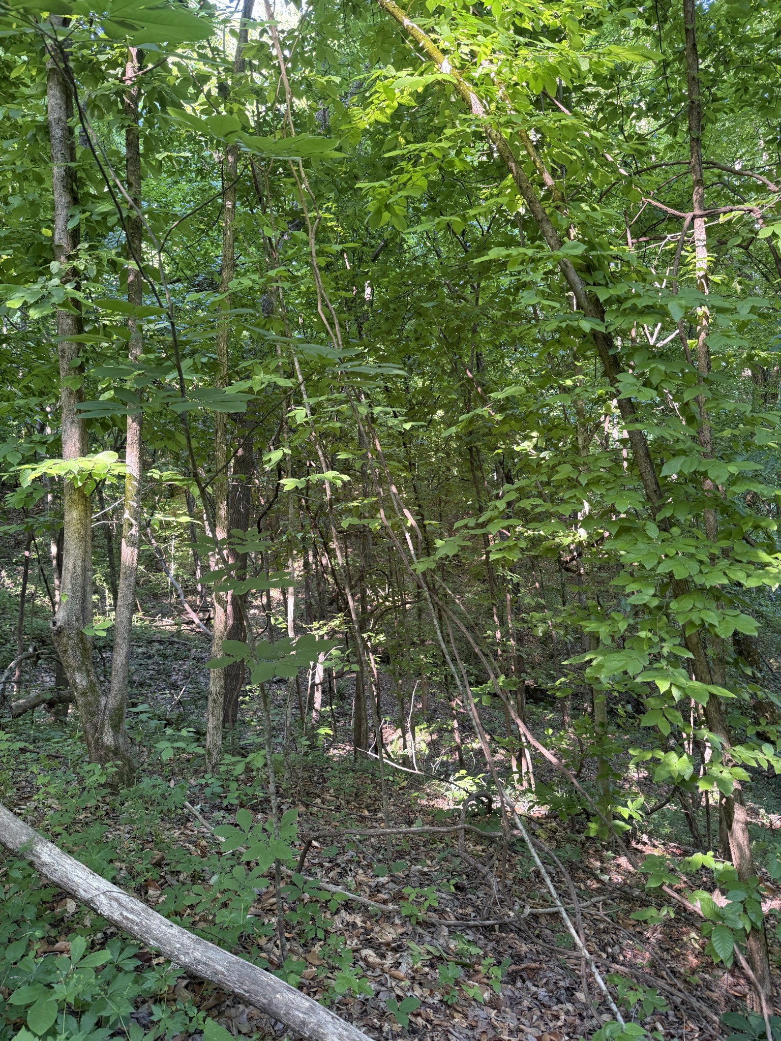 Homes for sale in Millington, TN | 0 W Of Crigger Rd, Millington, TN 38053 | MLS# 3216531