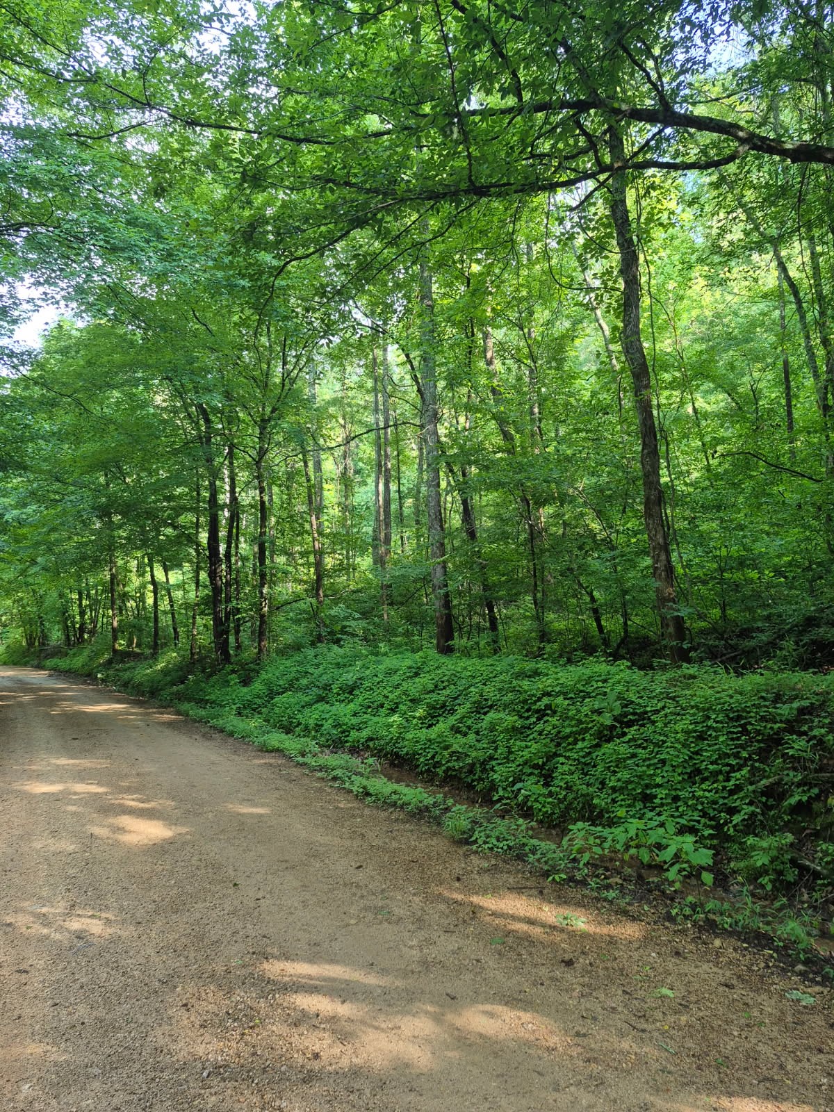 3rd image of 0 Co Rd 462, Lexington, AL 35648 | MLS# 3229037