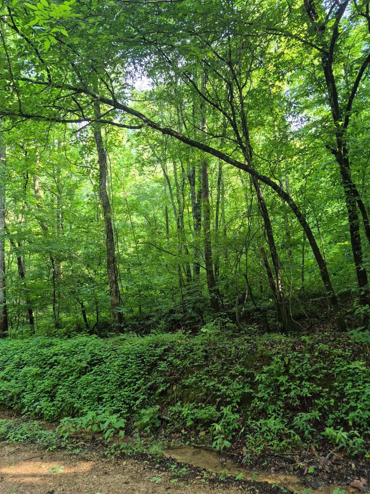 4th image of 0 Co Rd 462, Lexington, AL 35648 | MLS# 3229037