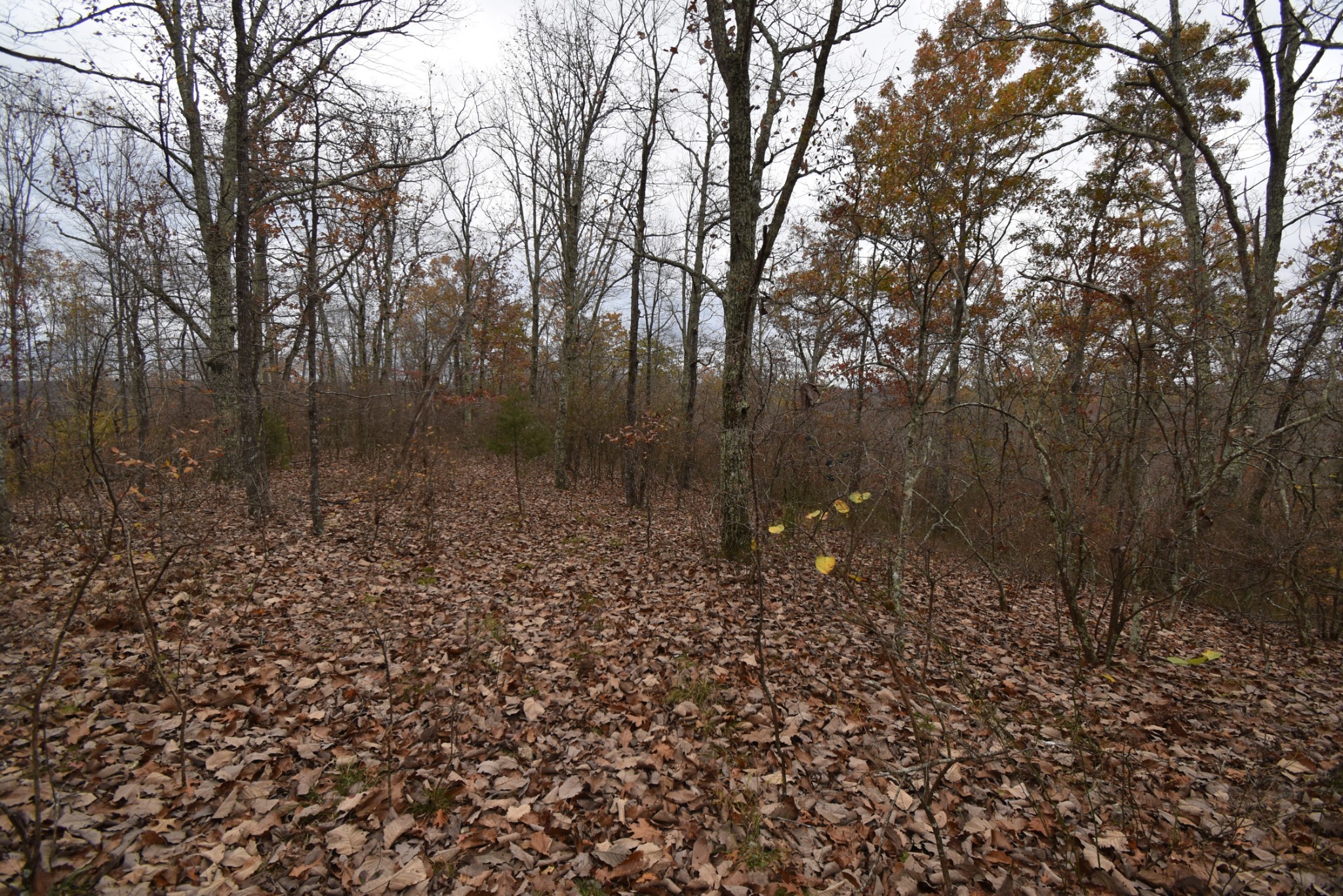 Homes for sale in Lobelville, TN | 0 Depriest Bend Dr, Lobelville, TN 37097 | MLS# 3272078