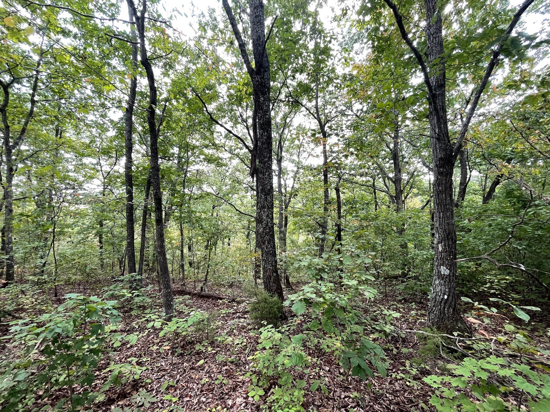Homes for sale in Hampshire, TN | 0 Mcclanahan Rd, Hampshire, TN 38461 | MLS# 3270439
