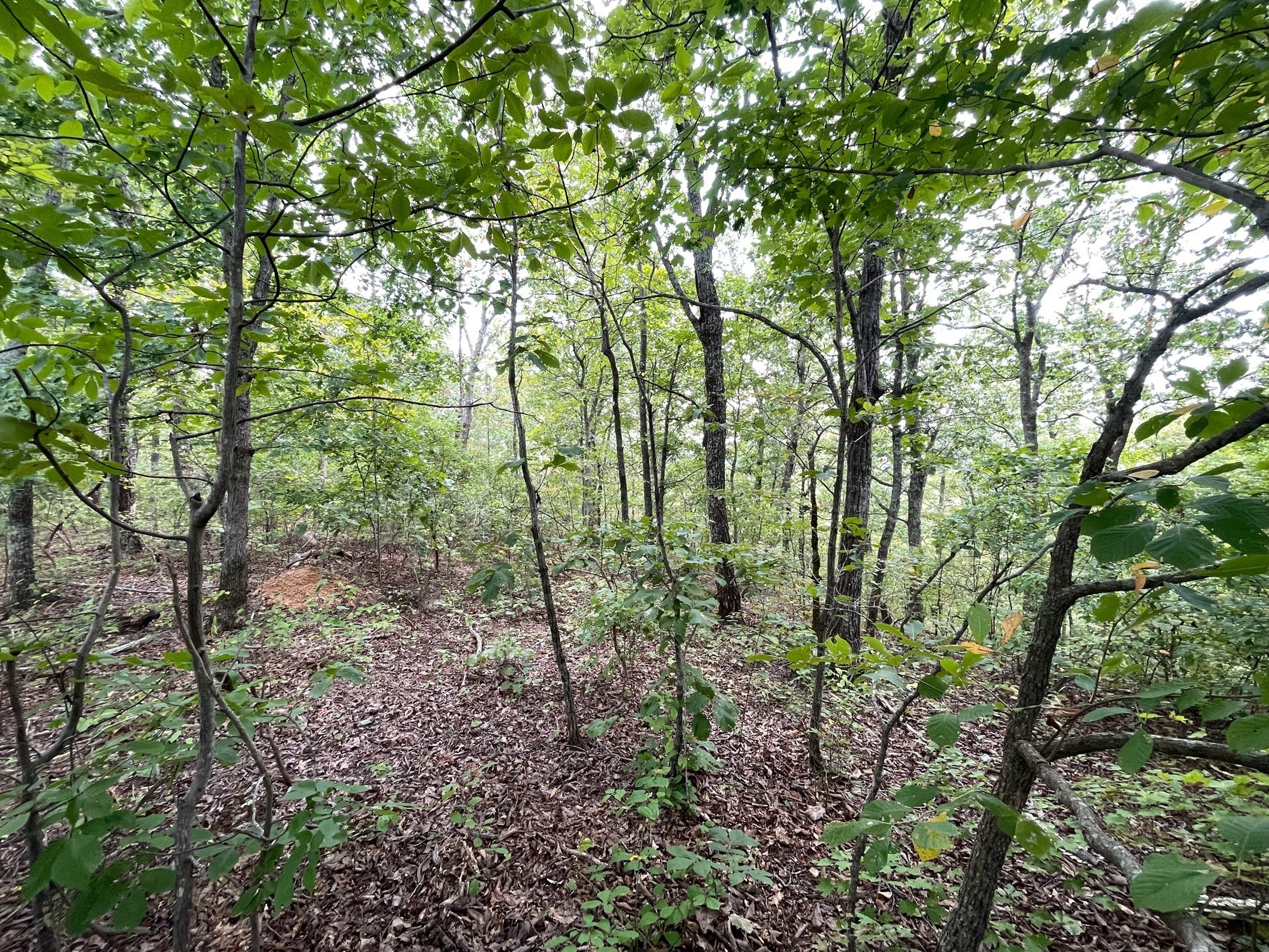 Homes for sale in Hampshire, TN | 0 Mcclanahan Rd, Hampshire, TN 38461 | MLS# 3270439