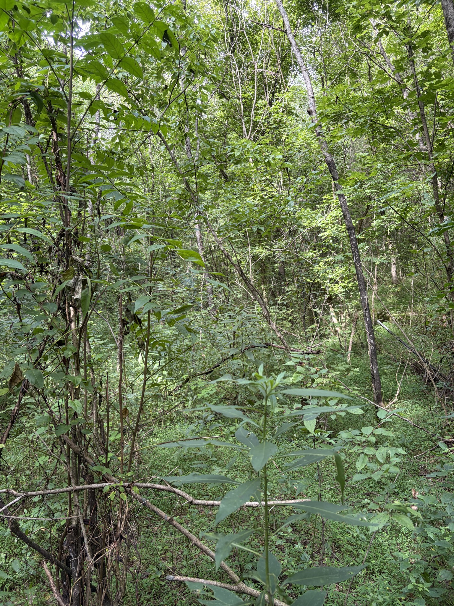 9th image of 845 Flynns Creek Rd, Gainesboro, TN 38562 | MLS# 3526834