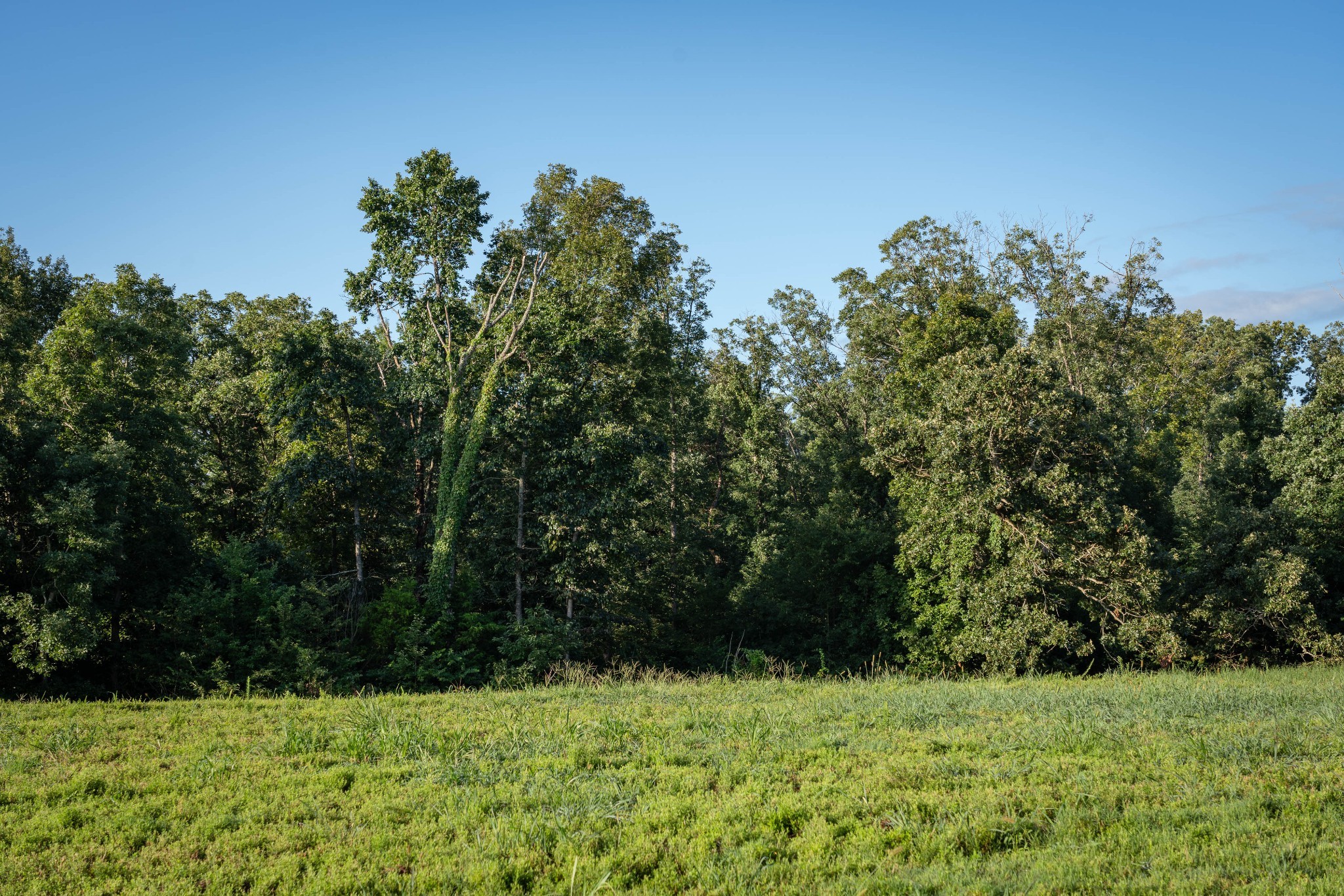81st image of 3393 Slayden Marion Rd, Cumberland Furnace, TN 37051 | MLS# 3523755