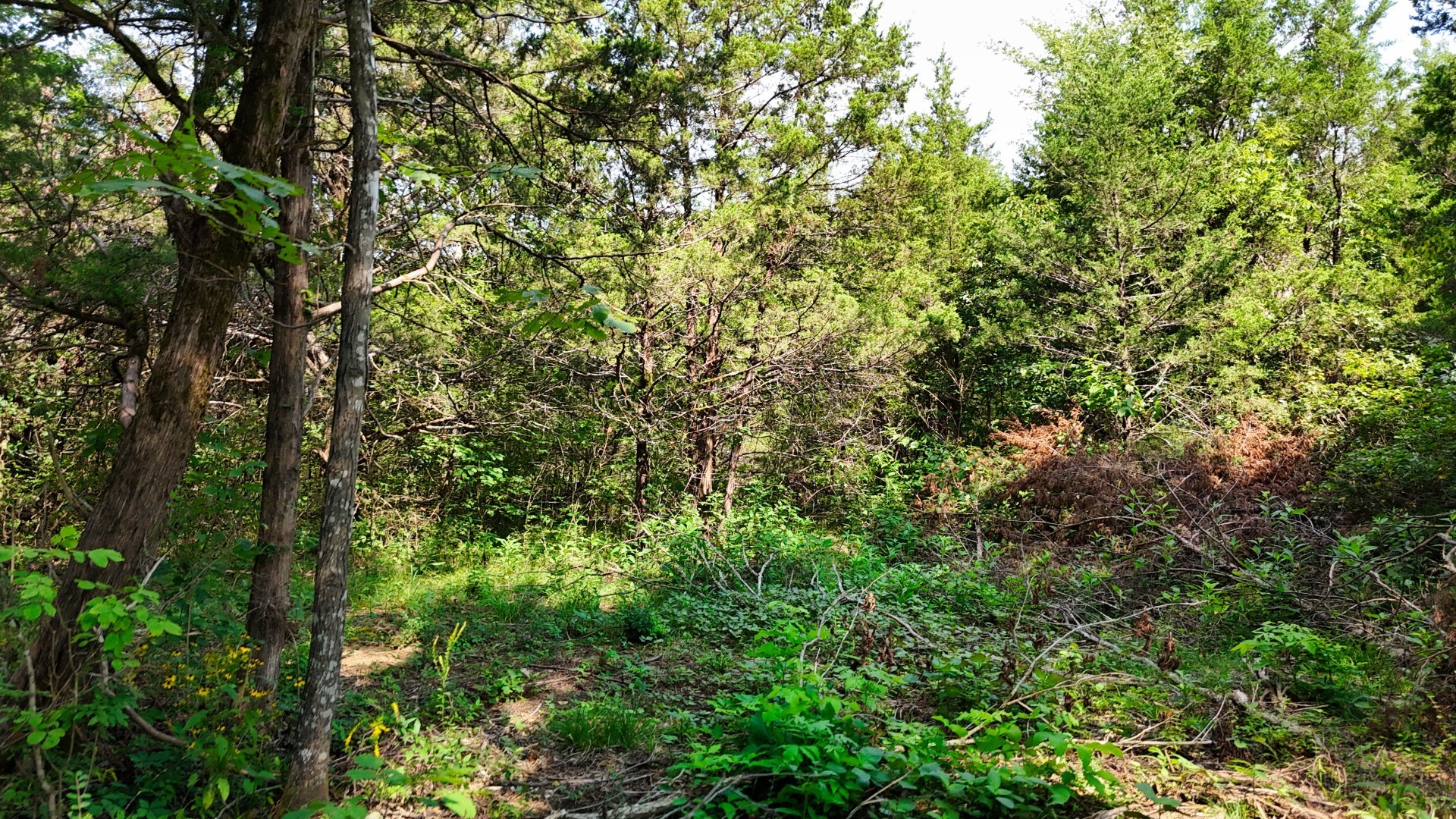 66th image of 6 Cedar Grove Rd, Murfreesboro, TN 37127 | MLS# 3525659