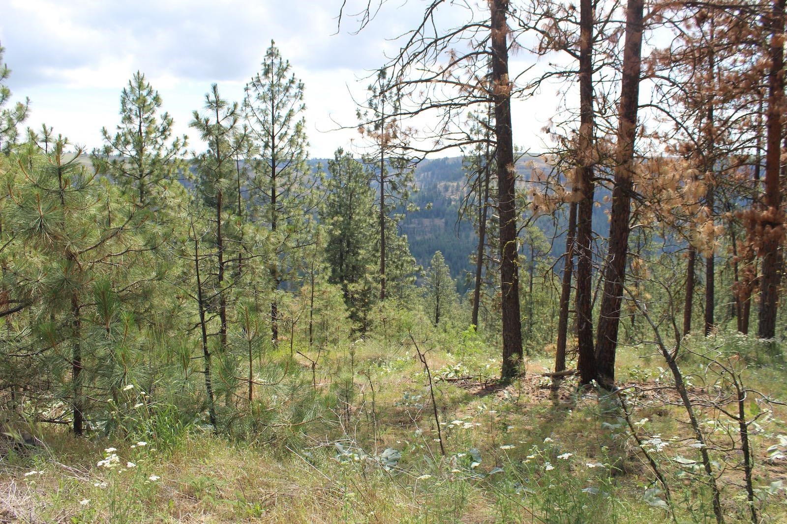 Homes for sale in Davenport, WA | Badger 2 Sontag Ridge Dr, Davenport, WA 99122 | MLS# 202511838