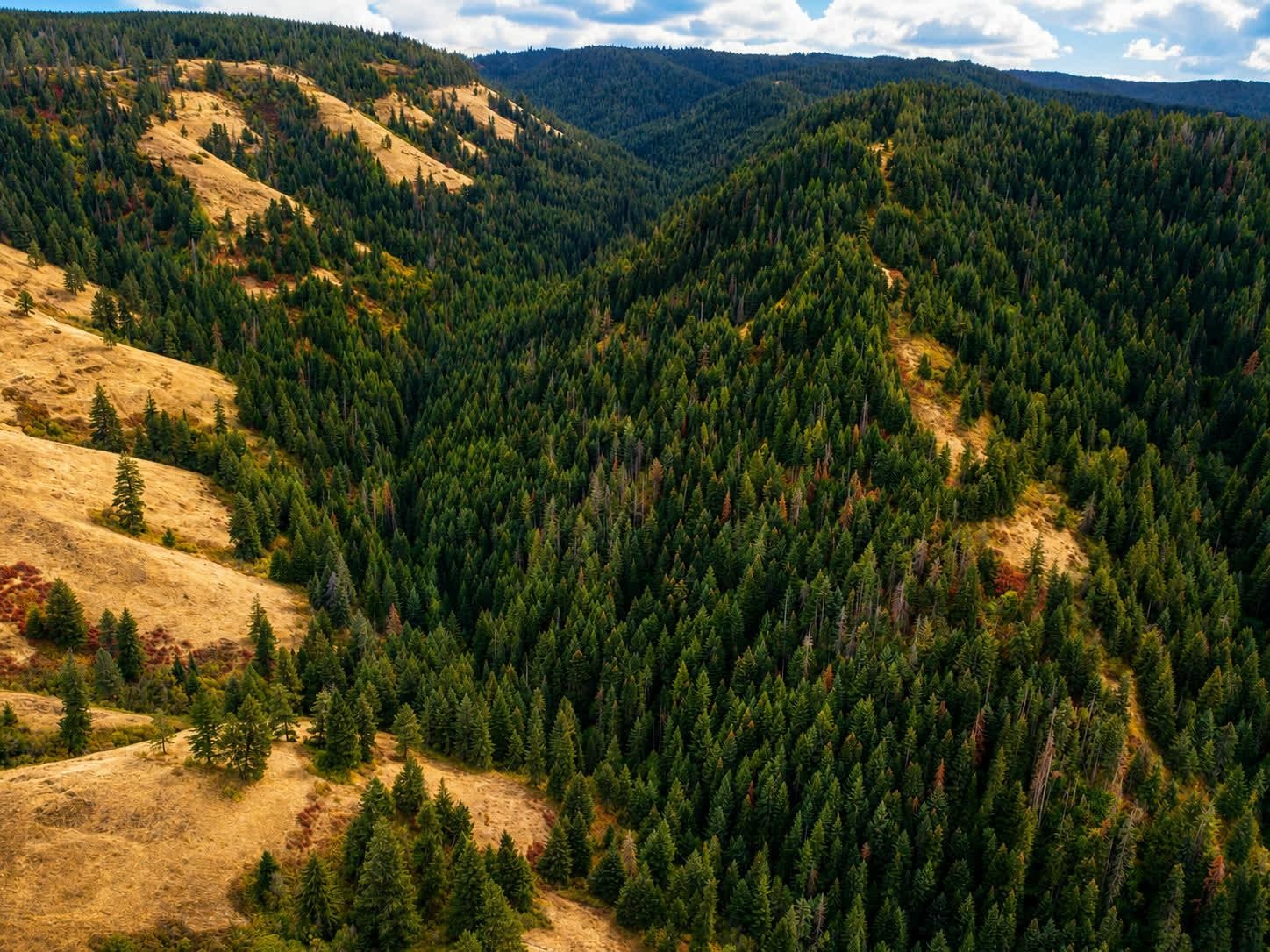 Homes for sale in Waitsburg, WA | 30 Acres On Biscuit Ridge Rdg, Waitsburg, WA 99361 | MLS# 202610603