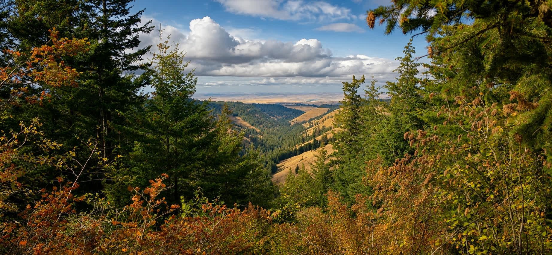 Homes for sale in Waitsburg, WA | 30 Acres On Biscuit Ridge Rdg, Waitsburg, WA 99361 | MLS# 202610603