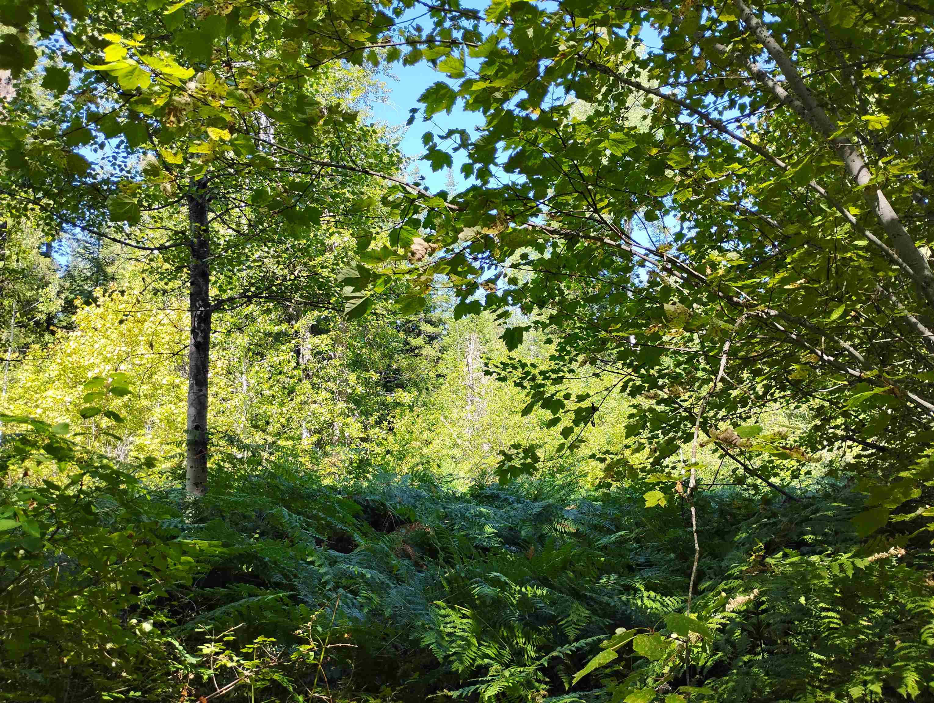 2nd image of Nka Calispel Trl, Newport, WA 99156 | MLS# 202616188