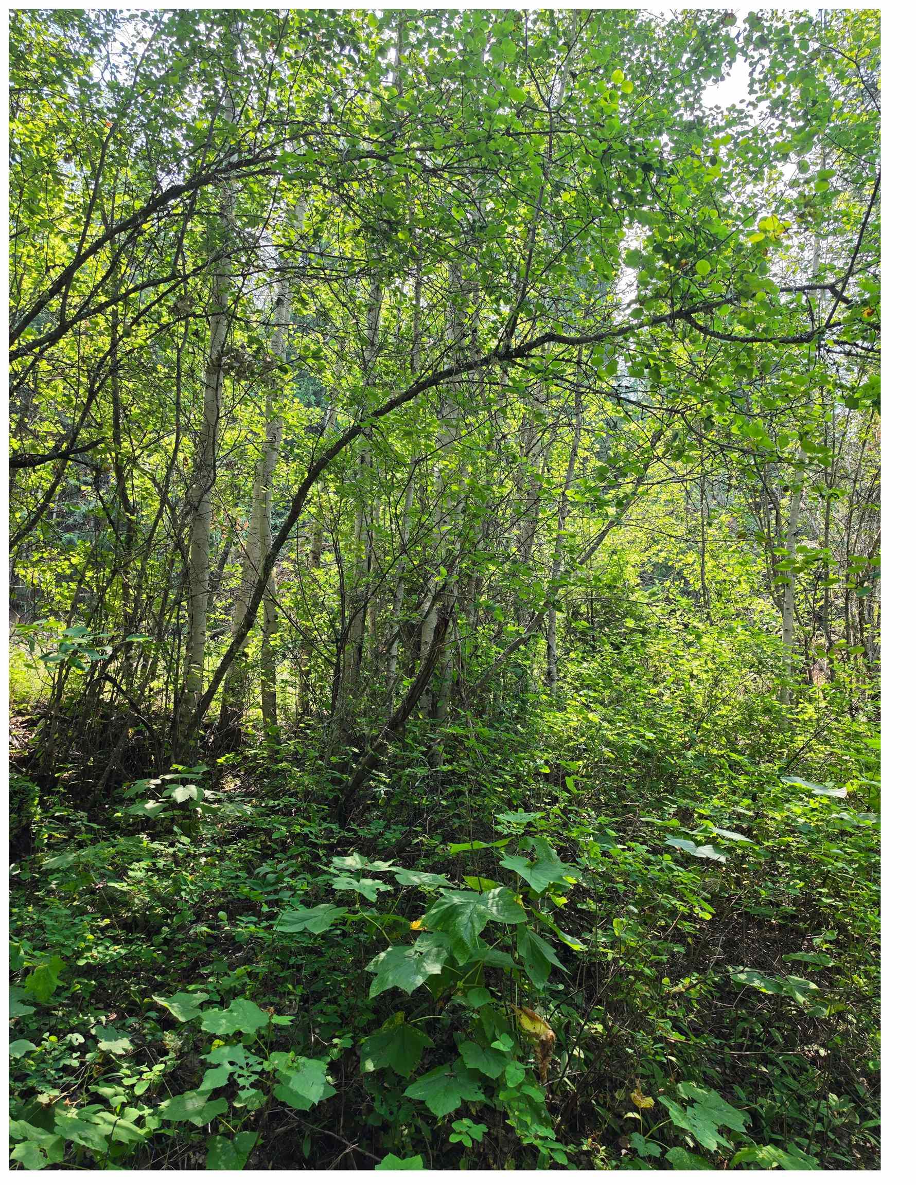5th image of Nna Hwy 20 & Mc Cloud Creek Rd, Newport, WA 99156 | MLS# 202621555