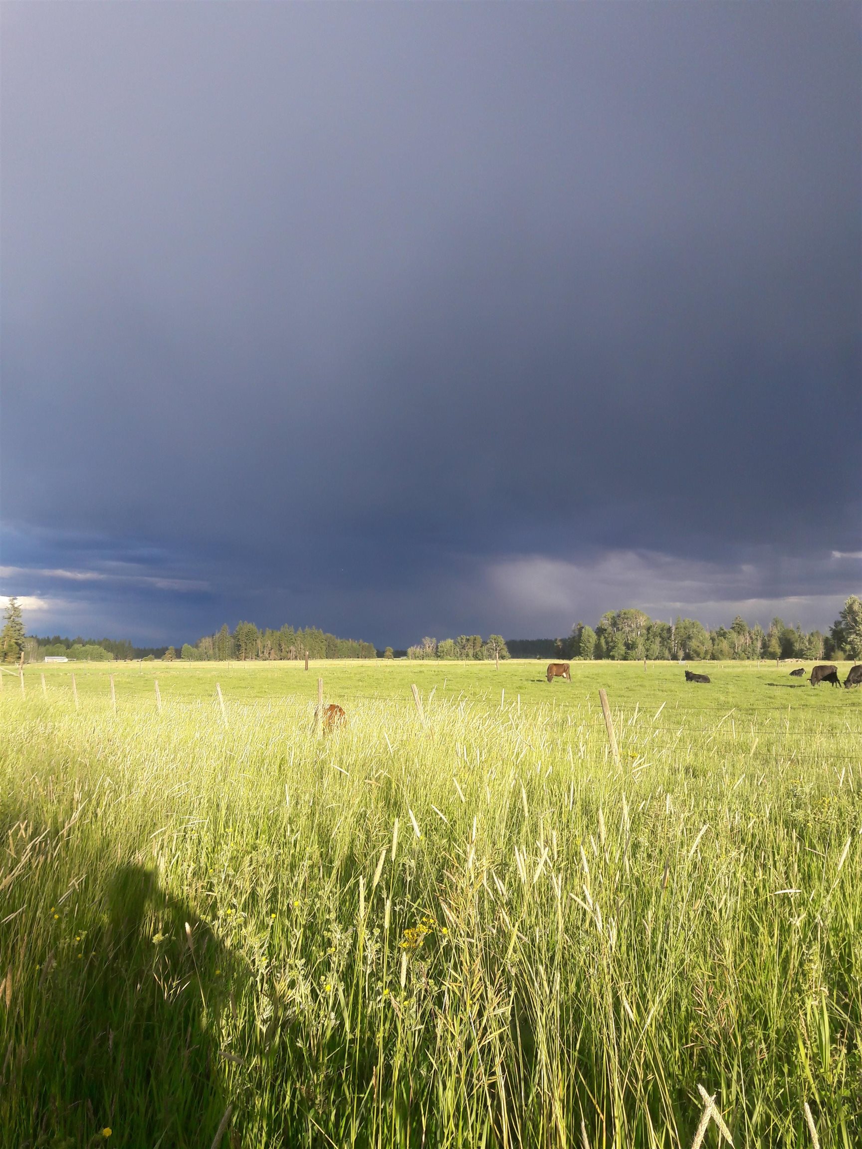 29th image of 5314 Hattery Owens Rd, Deer Park, WA 99006 | MLS# 202621853
